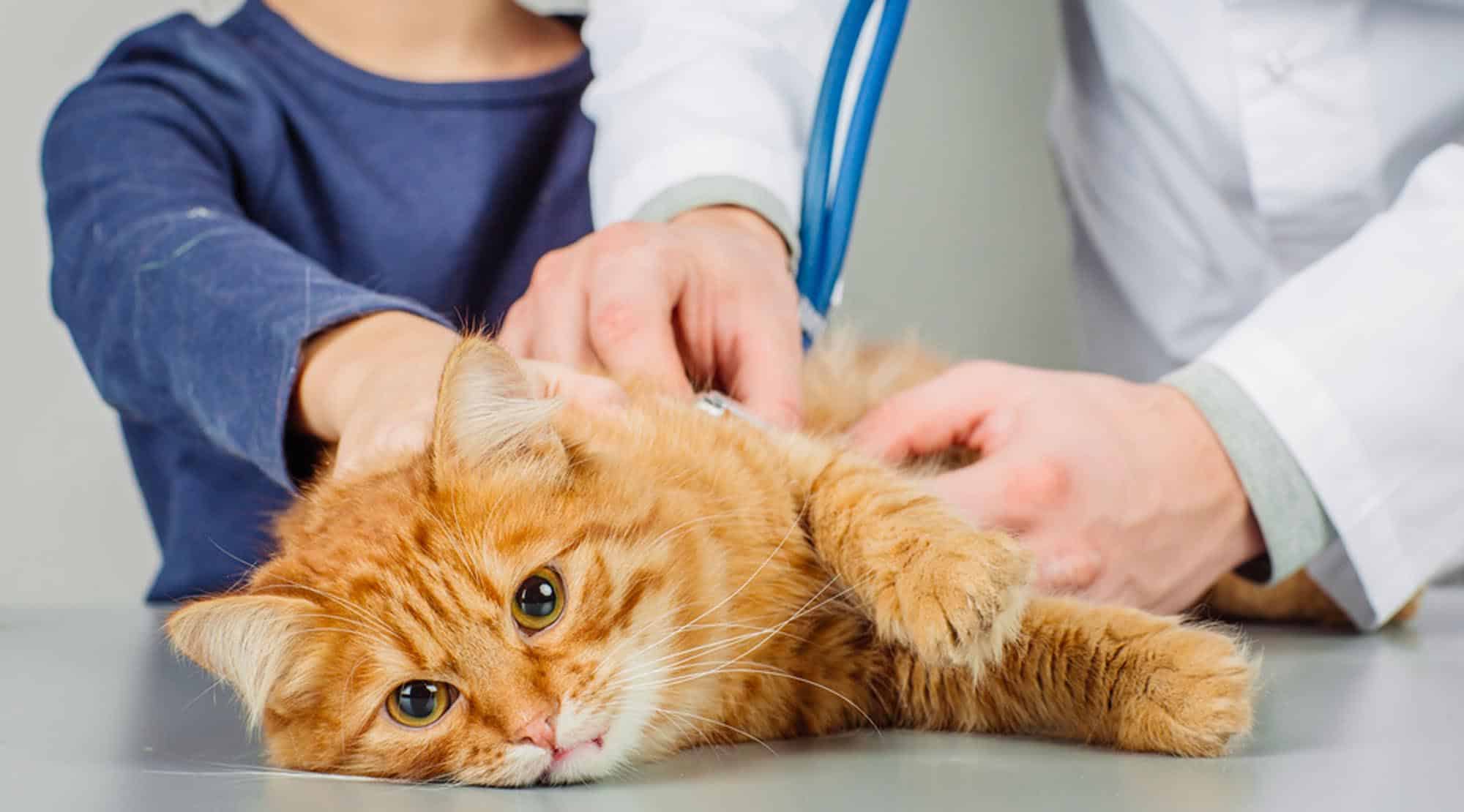 Imunodeficiența felina (FIV) sau SIDA pisicilor