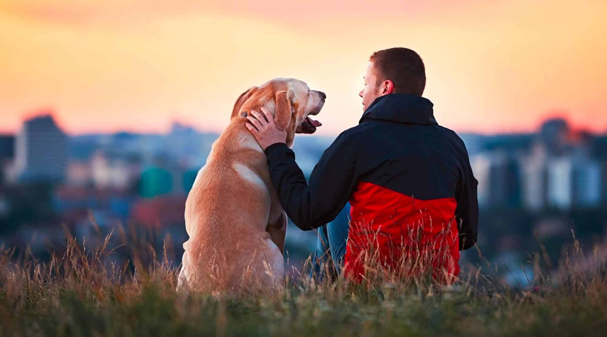 Ce înseamnă grija pentru un animal de companie?