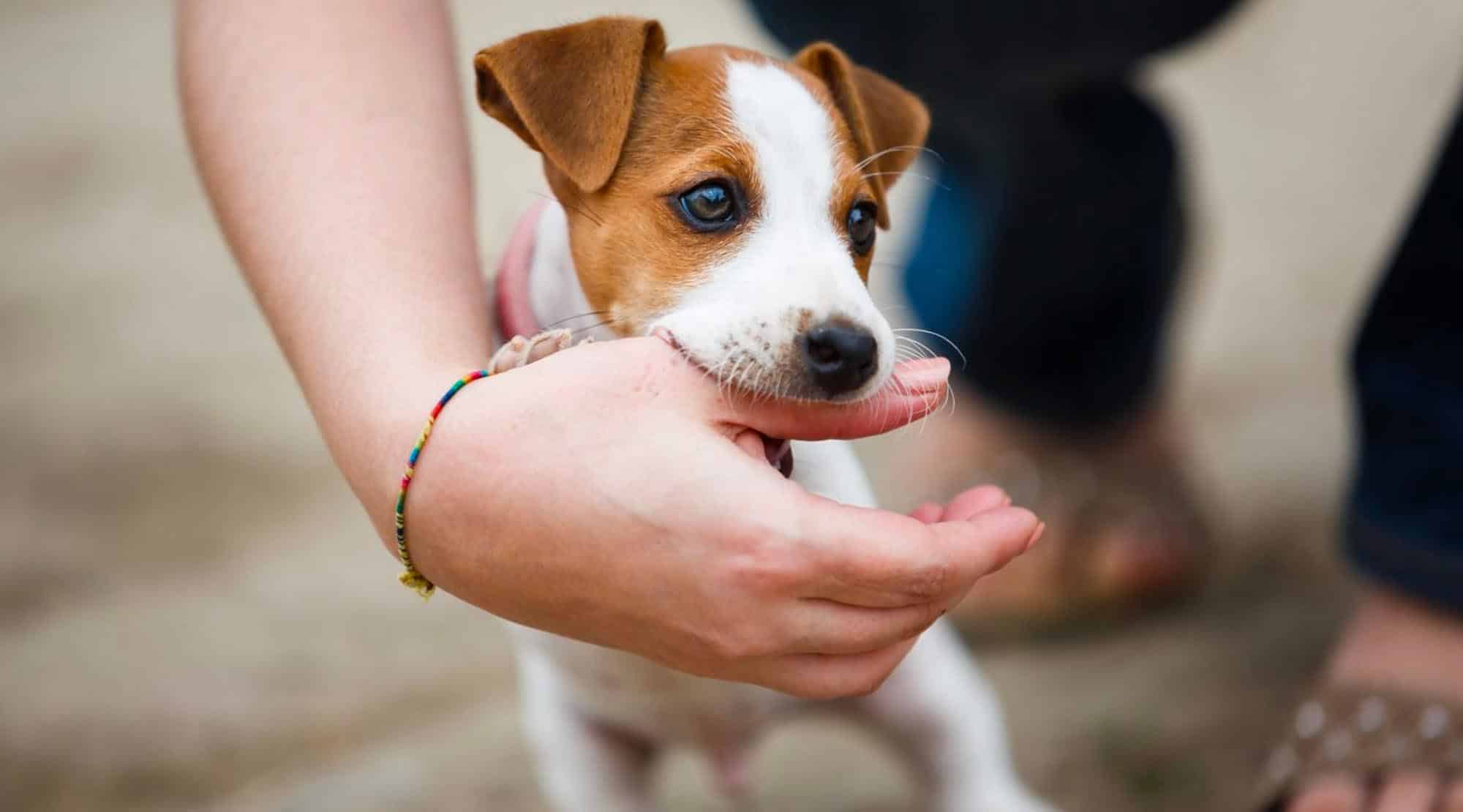 Cum vă învăţaţi cățelul să nu mai muște
