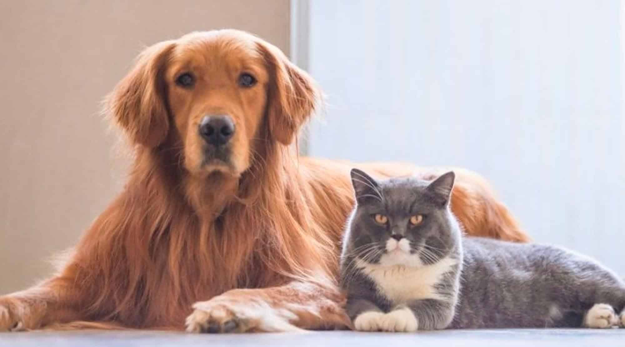 Monge este hrana care garantează cerinţele nutriţionale ale animalelor de companie