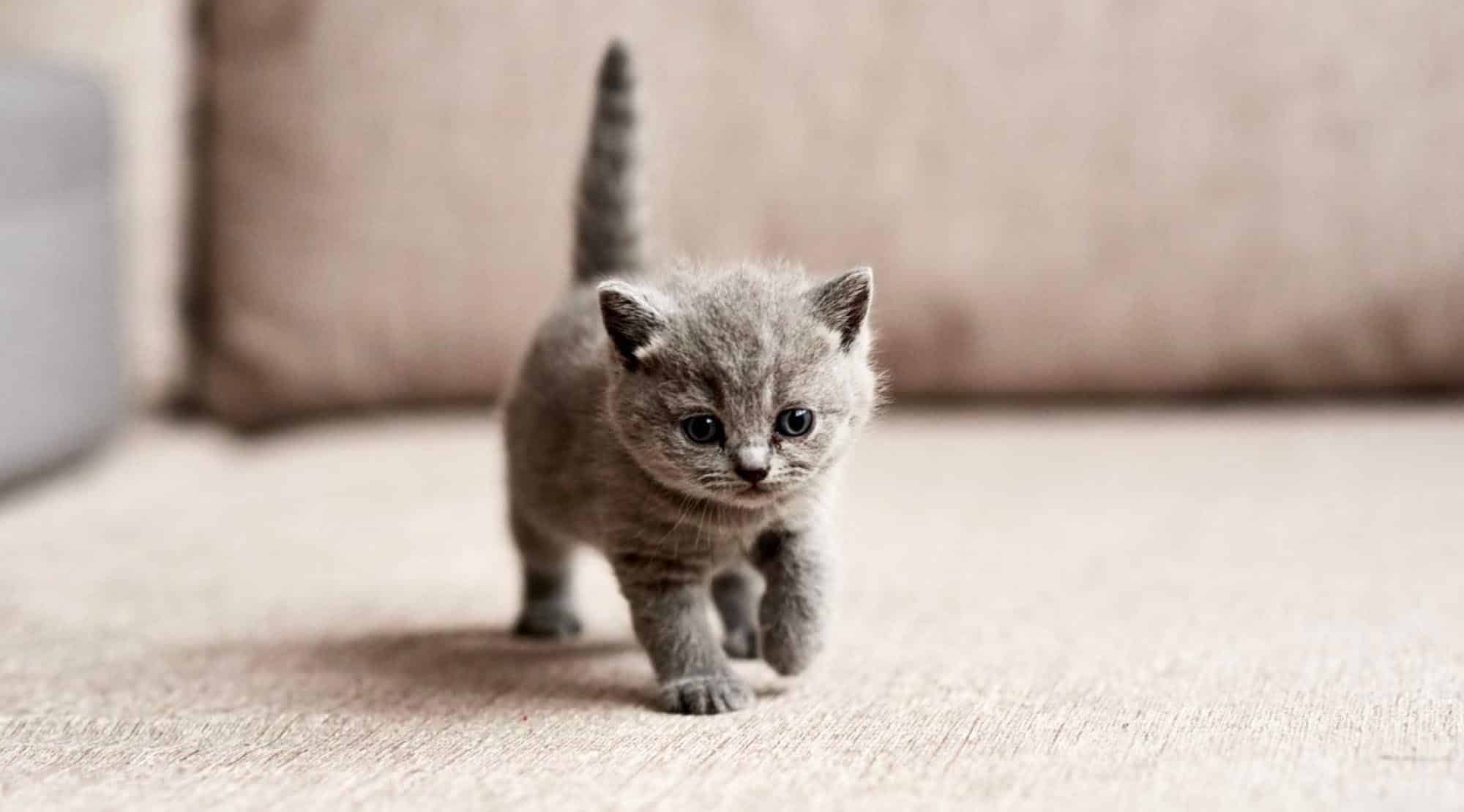 Am adoptat o pisicuță. Ce fac acum?