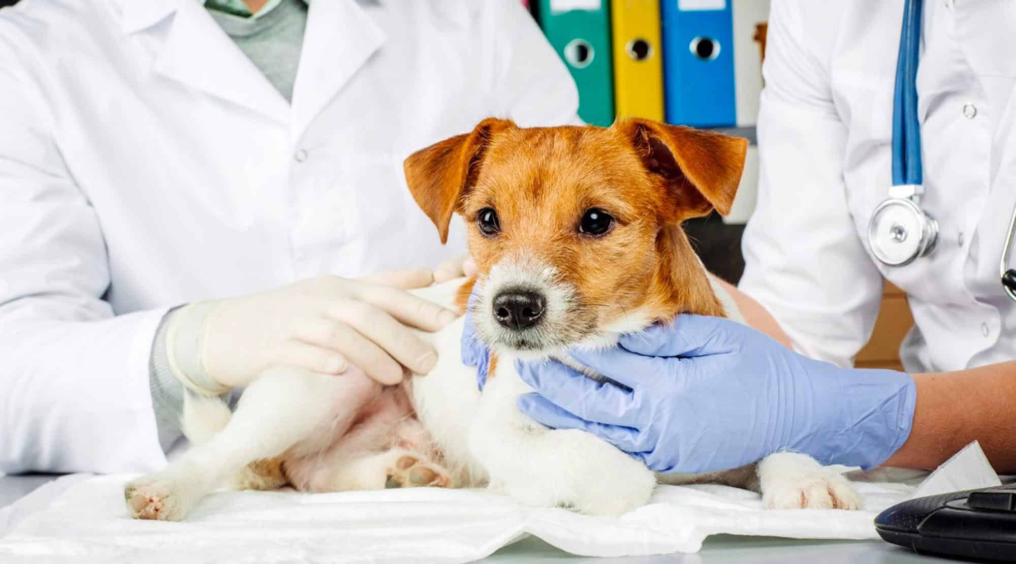 Cum recunoaștem o urgență veterinară și ce este de făcut?
