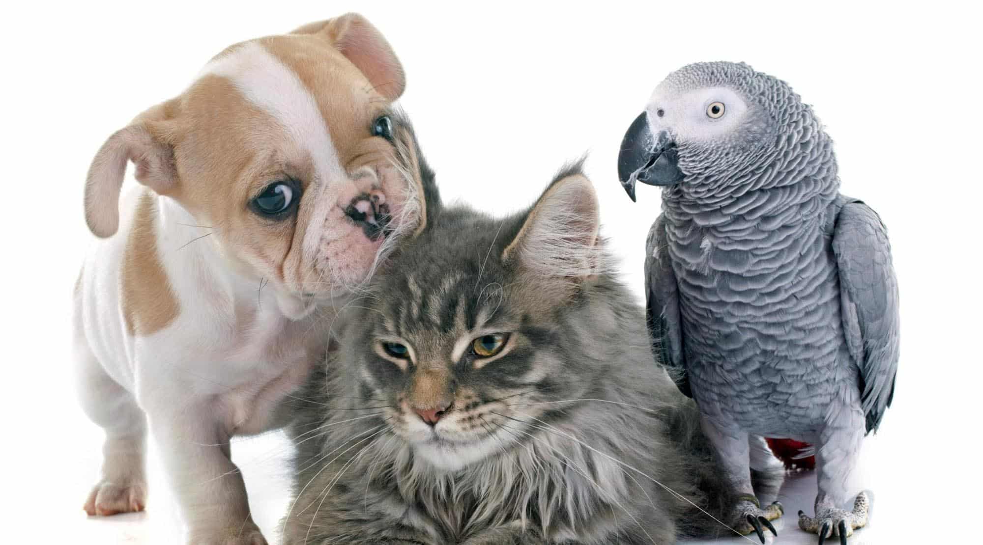 Acomodarea felinei într-o casă cu alte animale