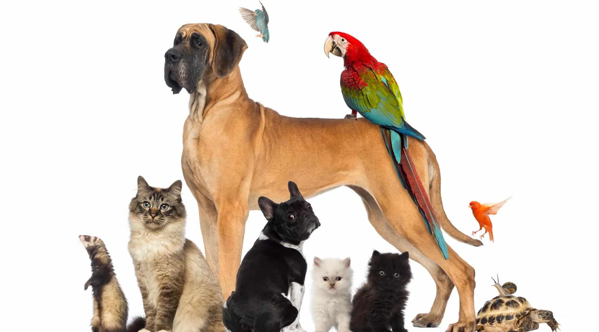 Ce animal de companie mi se potrivește?