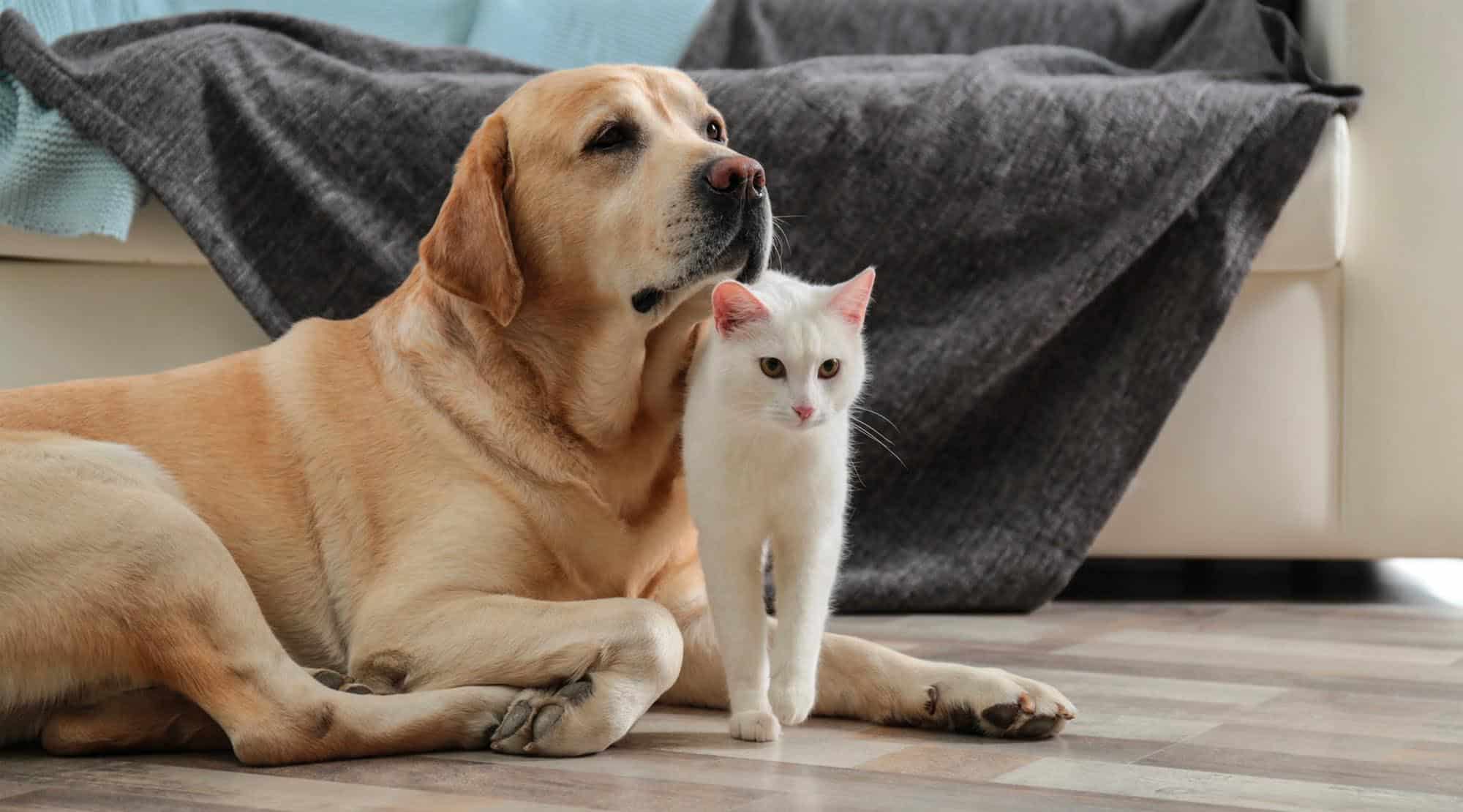 Cum îngrijim animalele de companie în contextul pandemiei de coronavirus