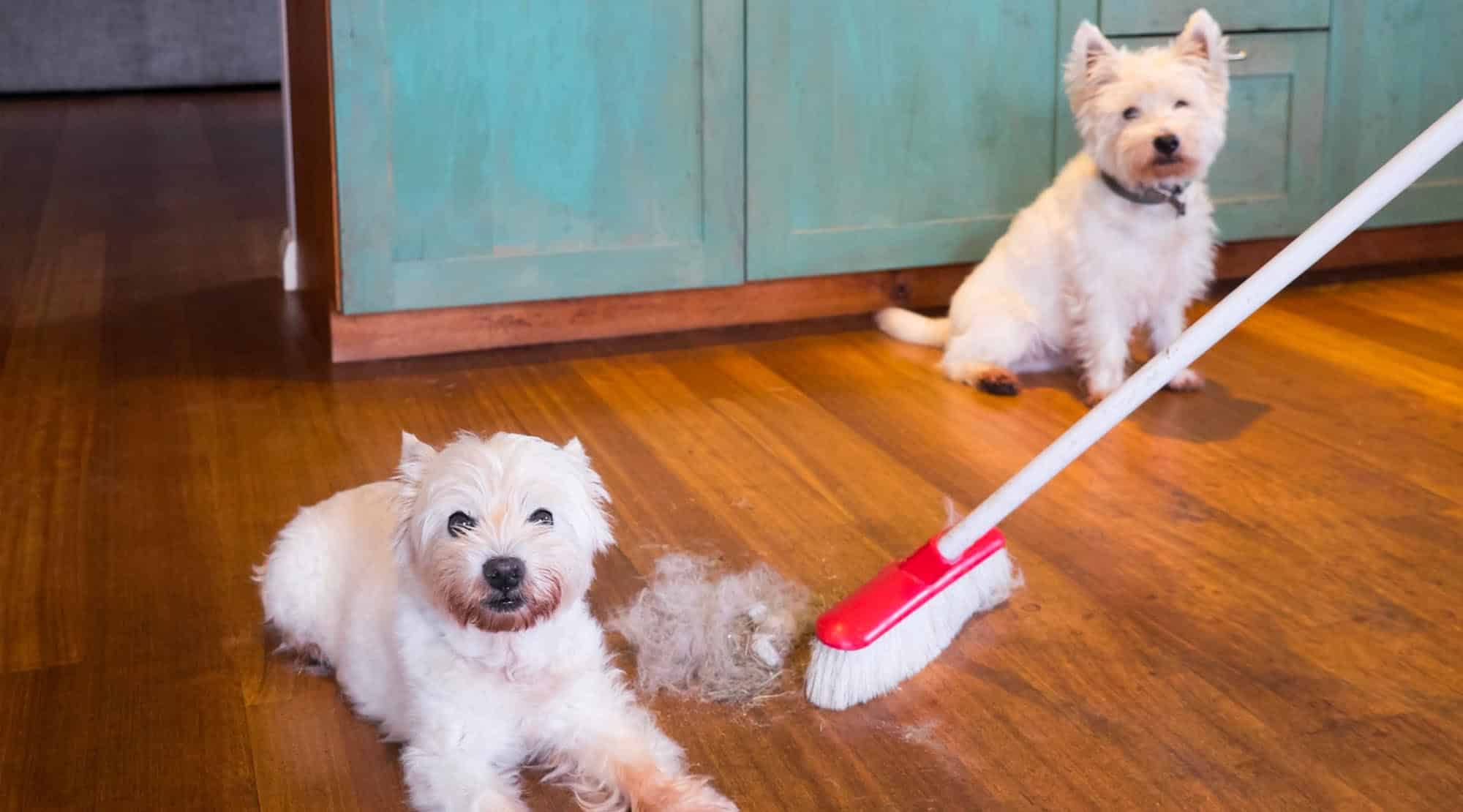 Cum să menții casa curată dacă ai un animal de companie