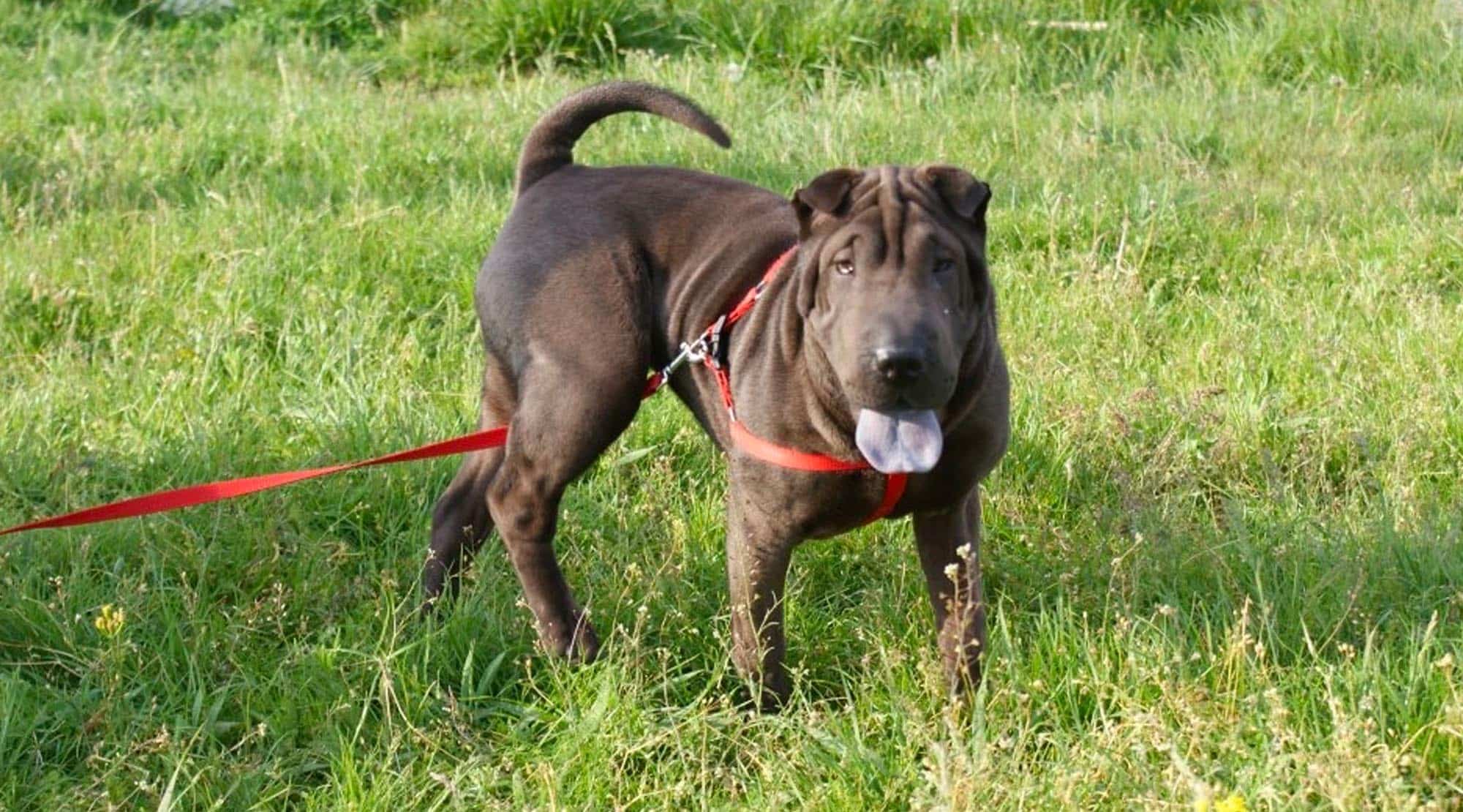 Lia, un shar-pei cu suflet de copil