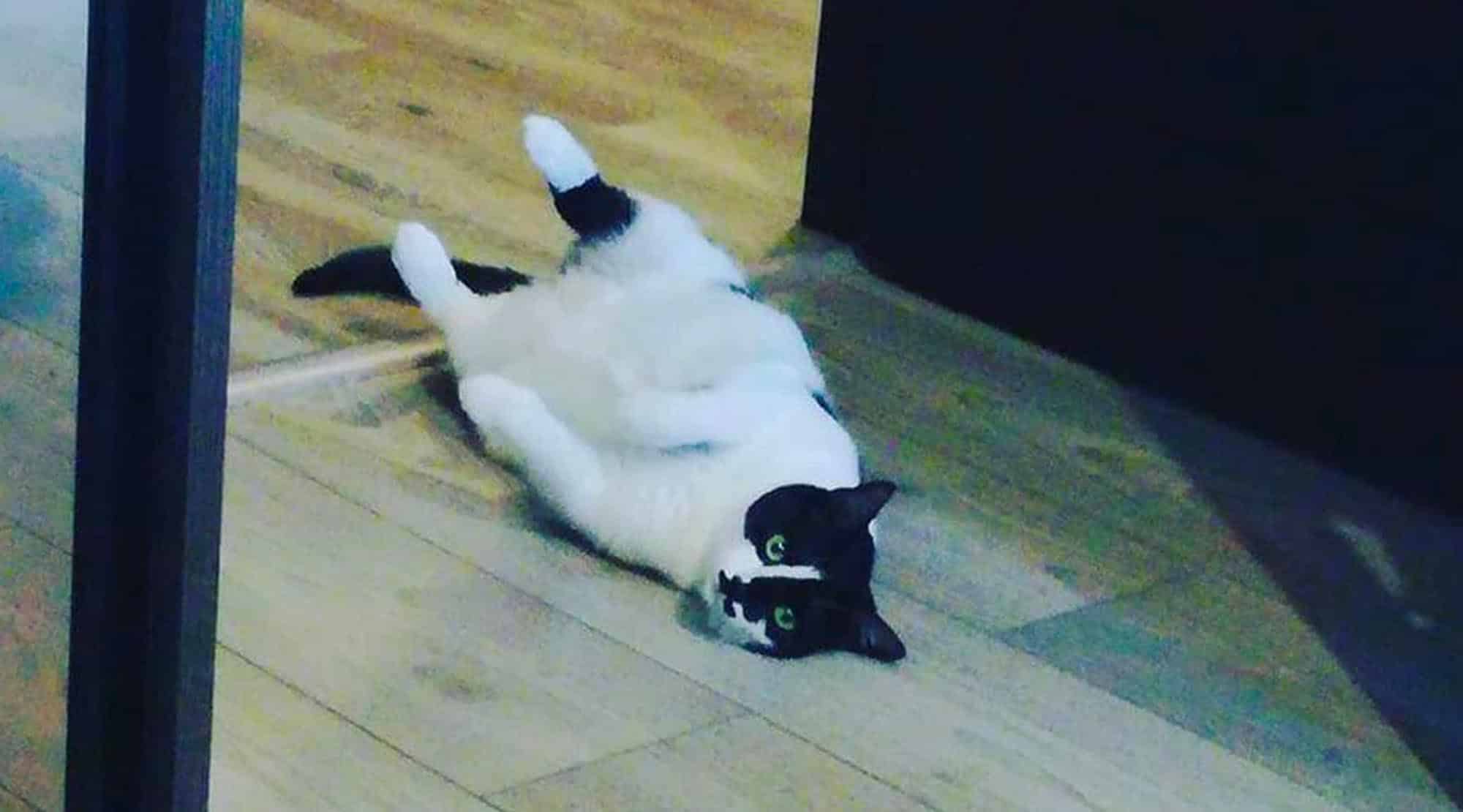 Viața cu o pisică și un copil