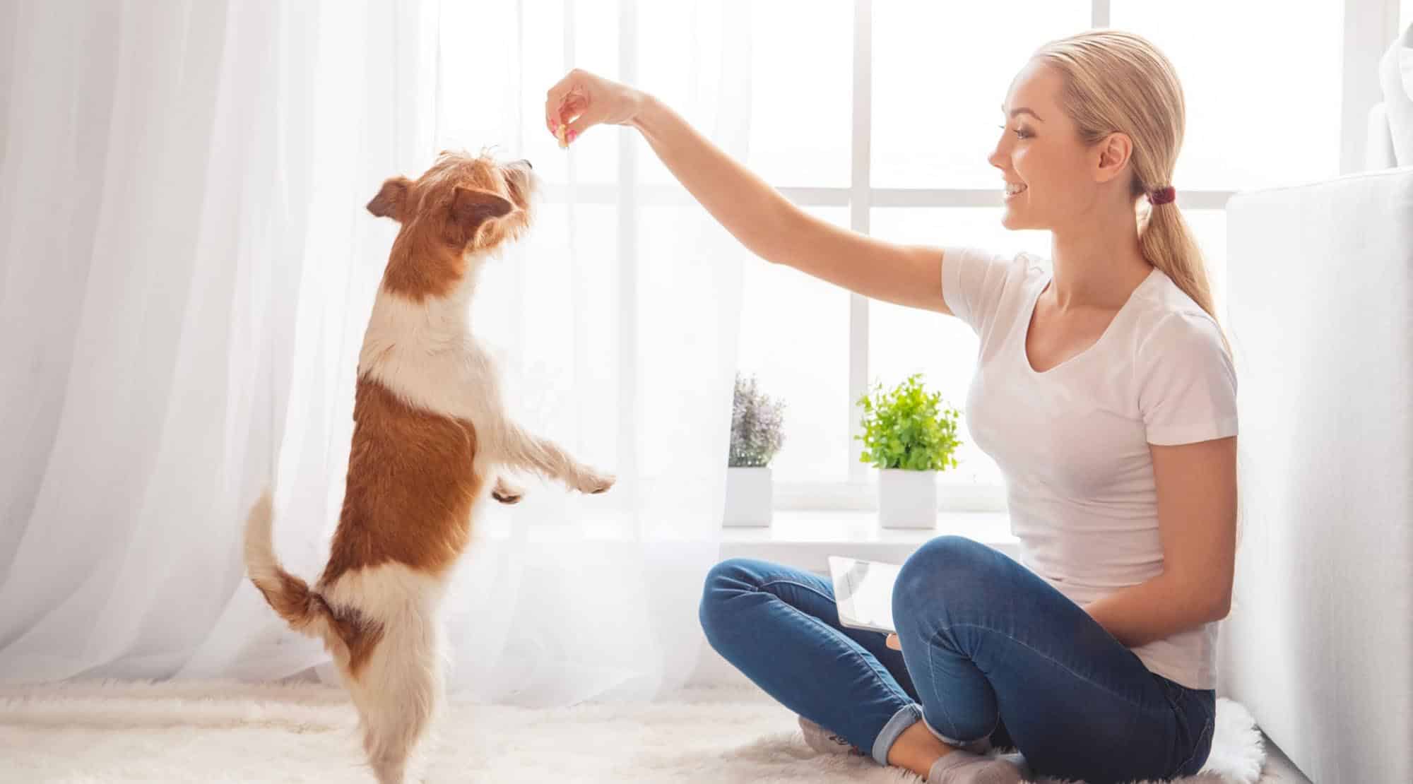 Virusul SARS – CoV-2 îmbolnăveşte omul, nu şi alte specii sau animalele de companie