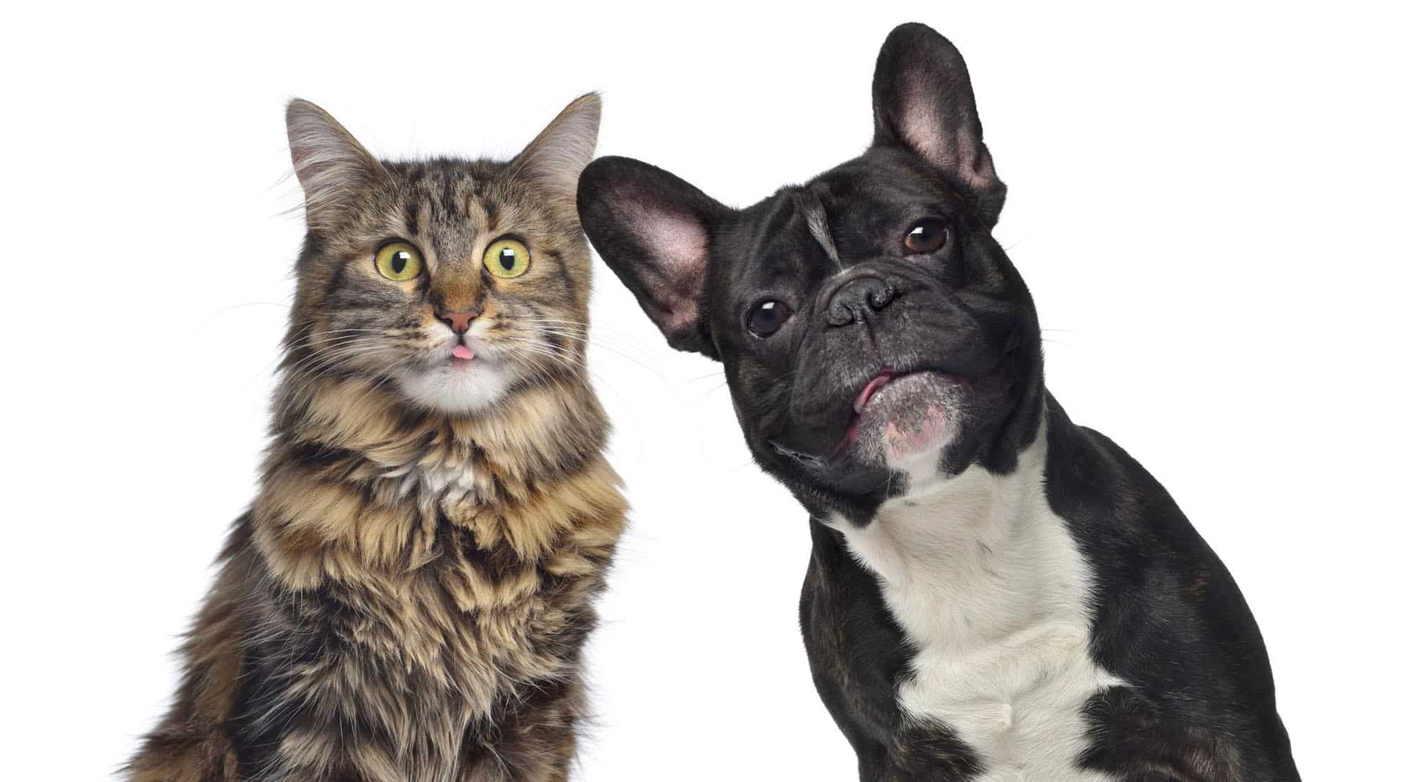 Cum te poate ajuta medicul veterinar în alegerea unui animal de companie? Chestionar de selecție