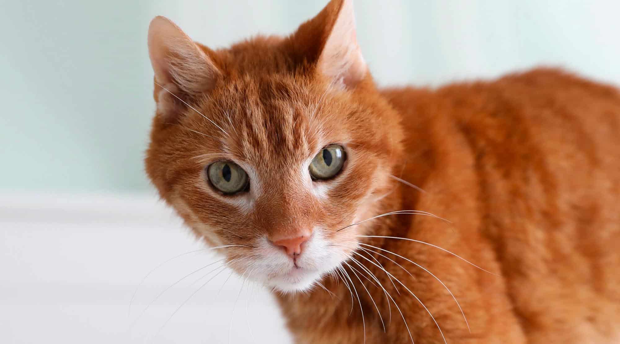 Gogu the Cat, un „leu imperial” de 18 ani