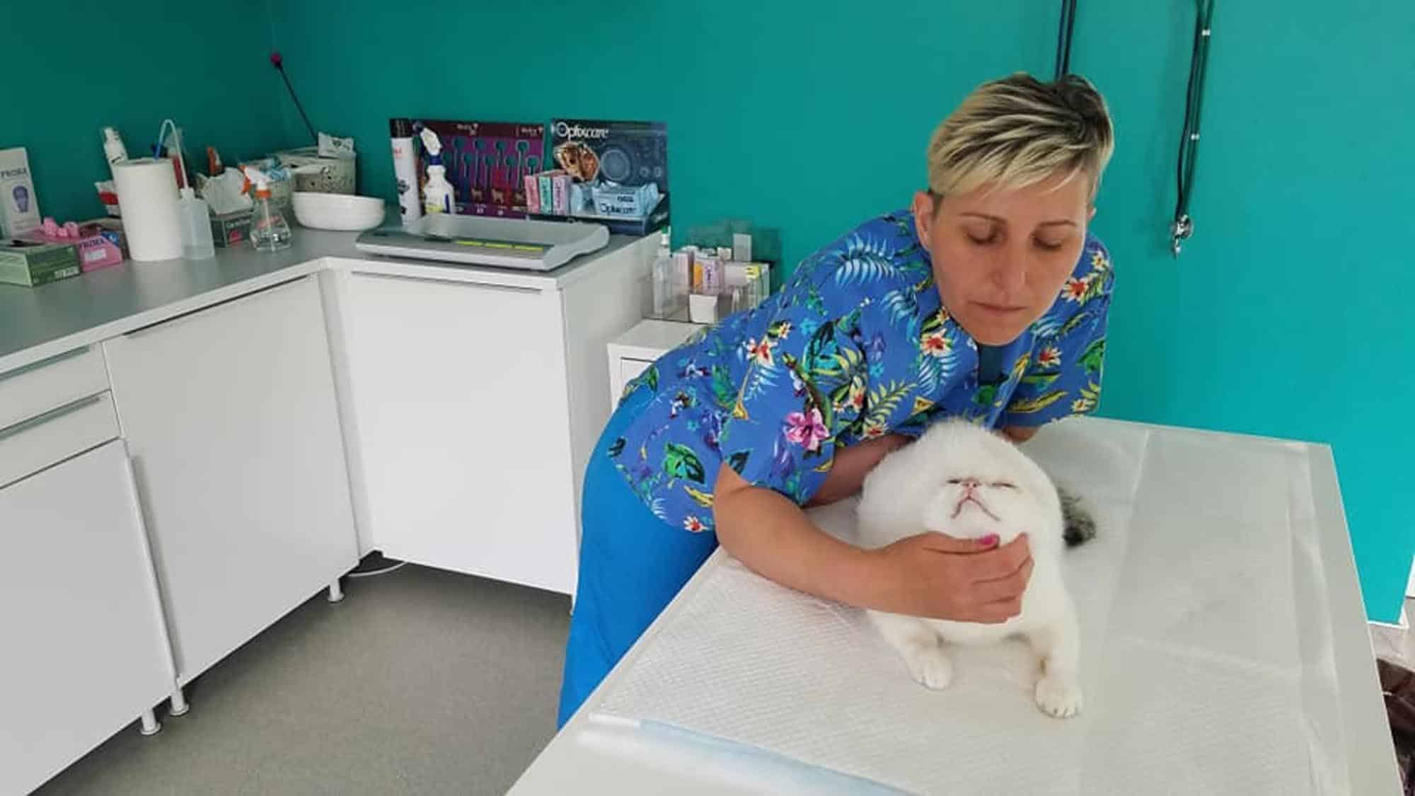 Îngrijirea blănii pe perioada verii. Sfaturi de la medici veterinari şi groomerii canini
