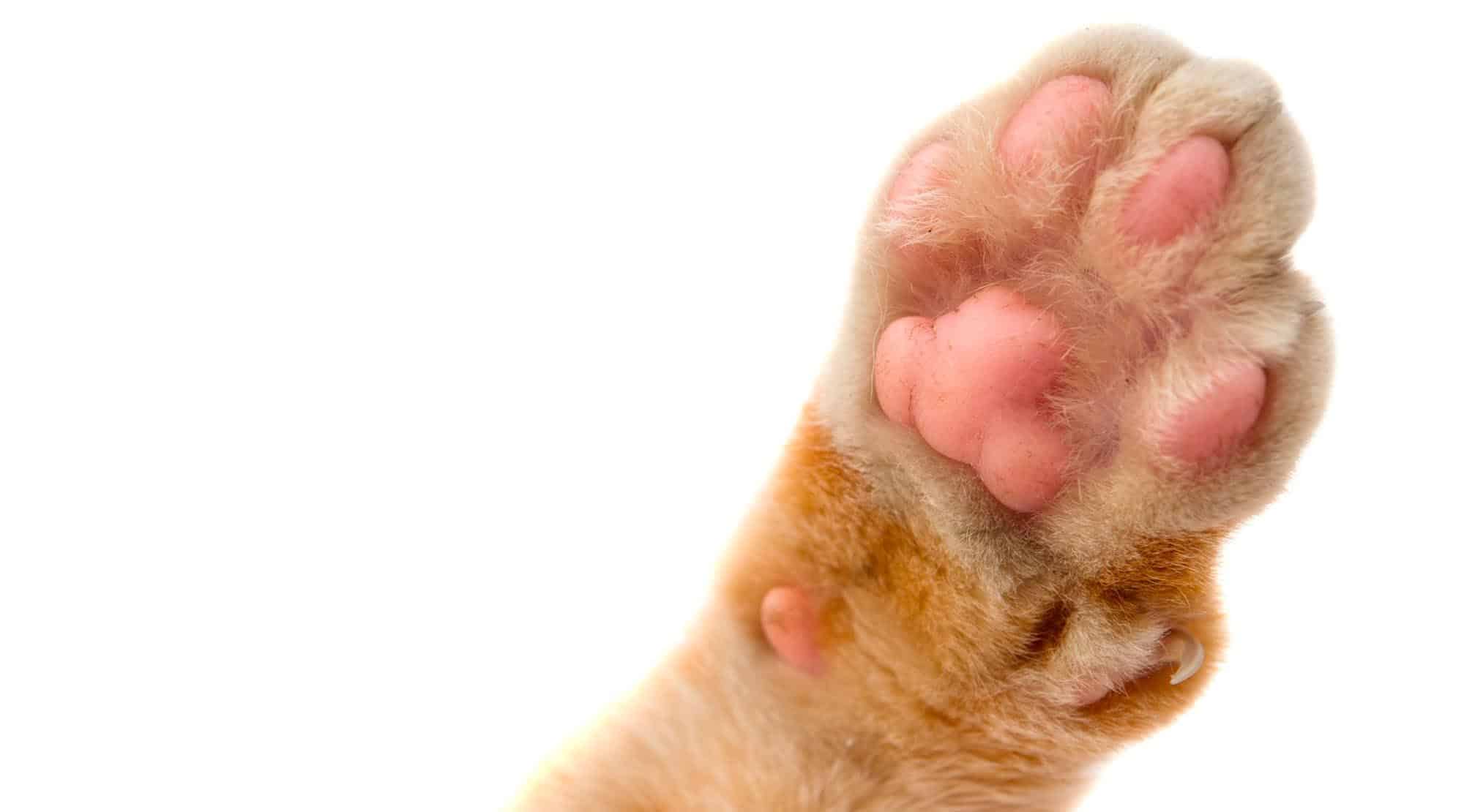 Ce afecţiuni pot apărea la lăbuţele pisicilor