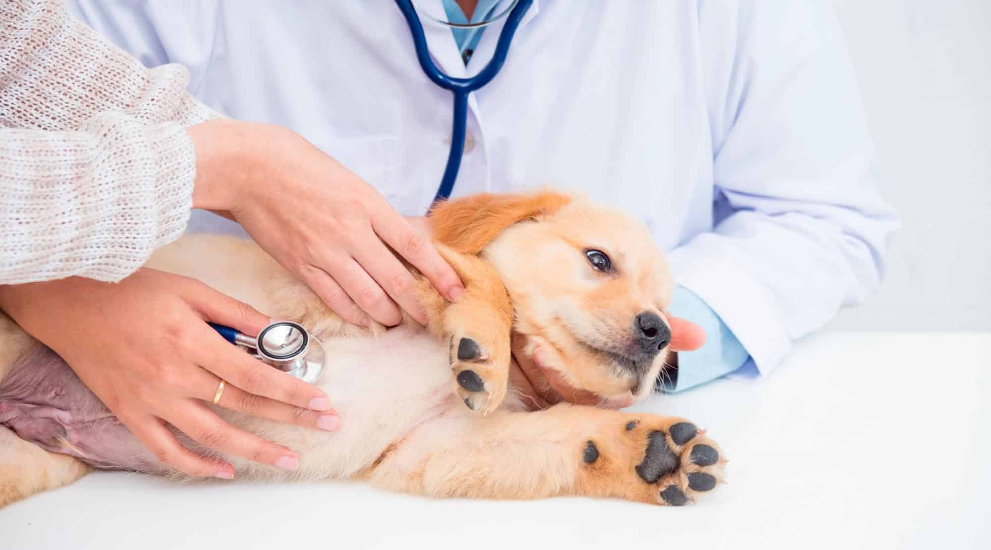 Cum prevenim parvoviroza: vaccin versus suferință?