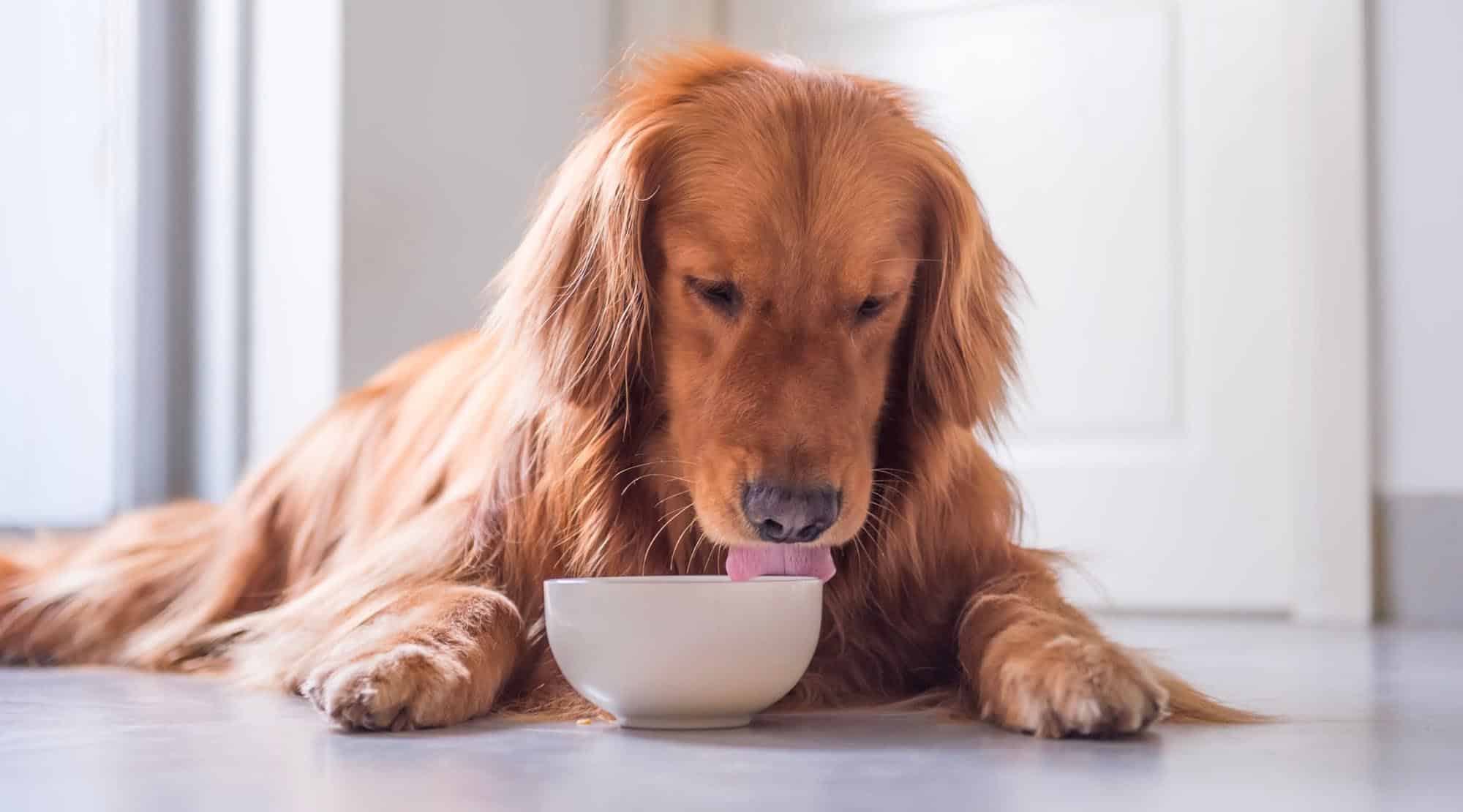 Hrana dietetică completă susține bunăstarea intestinală a animalului de companie