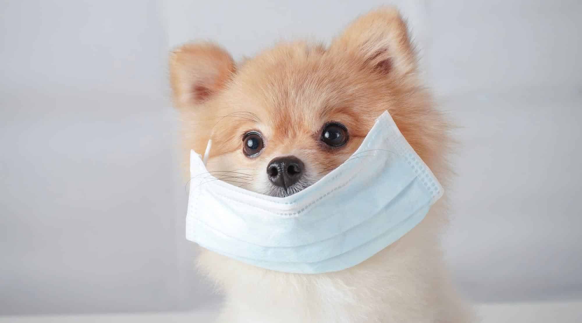 De ce să NU folosiți dezinfectanți pentru igiena animalelor de companie