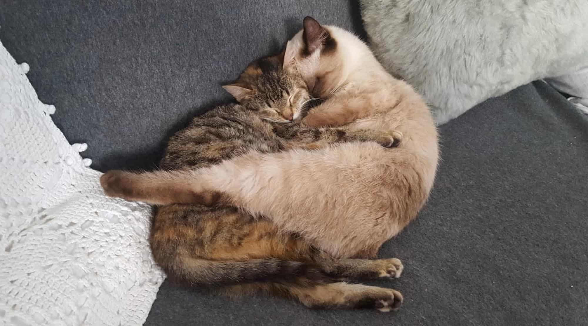 Osho și Karma