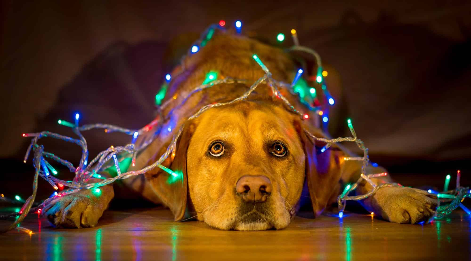 Spune adio stresului din viața animalului tău de companie!
