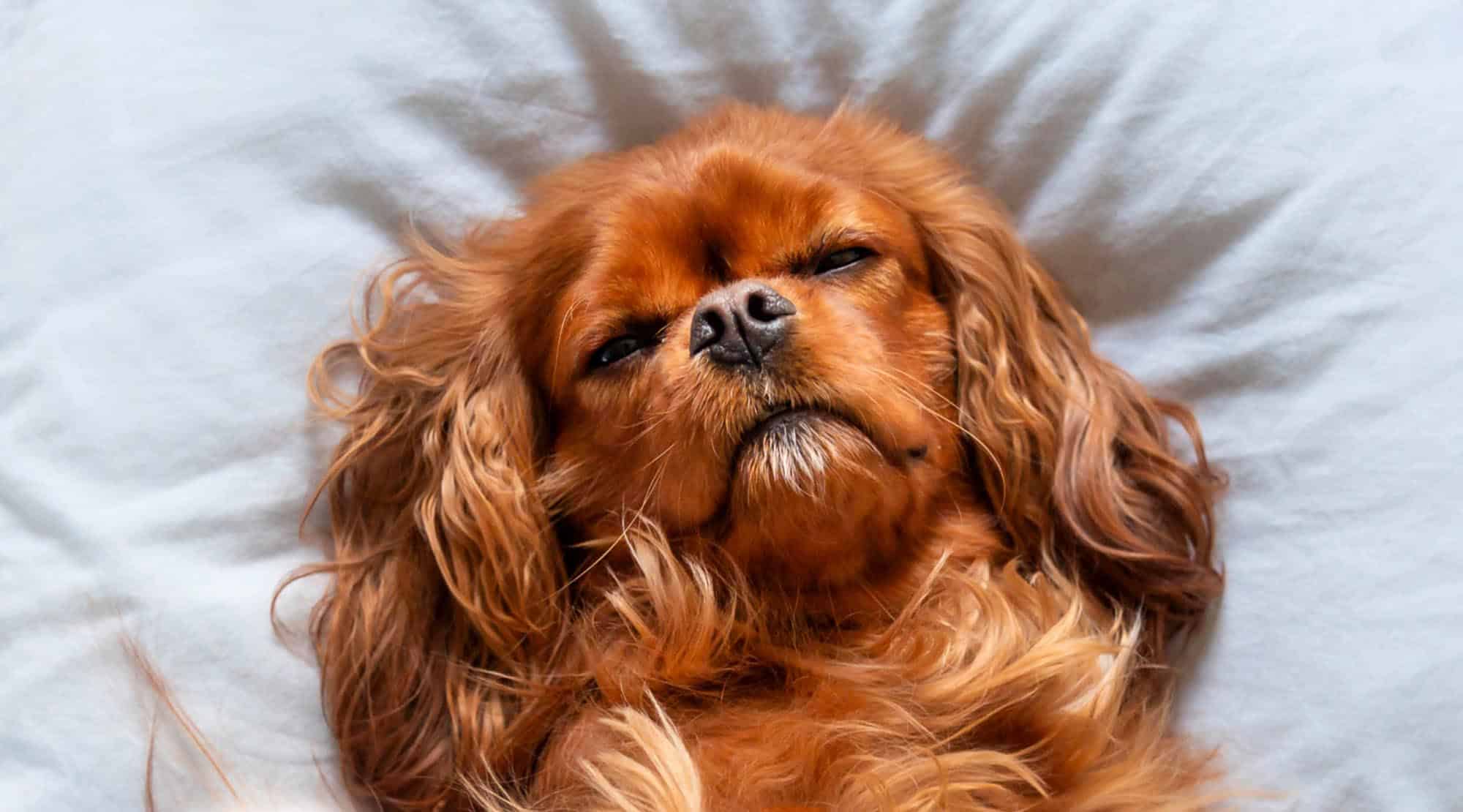 WeCalm®, pentru liniștea și fericirea animalului tău de companie