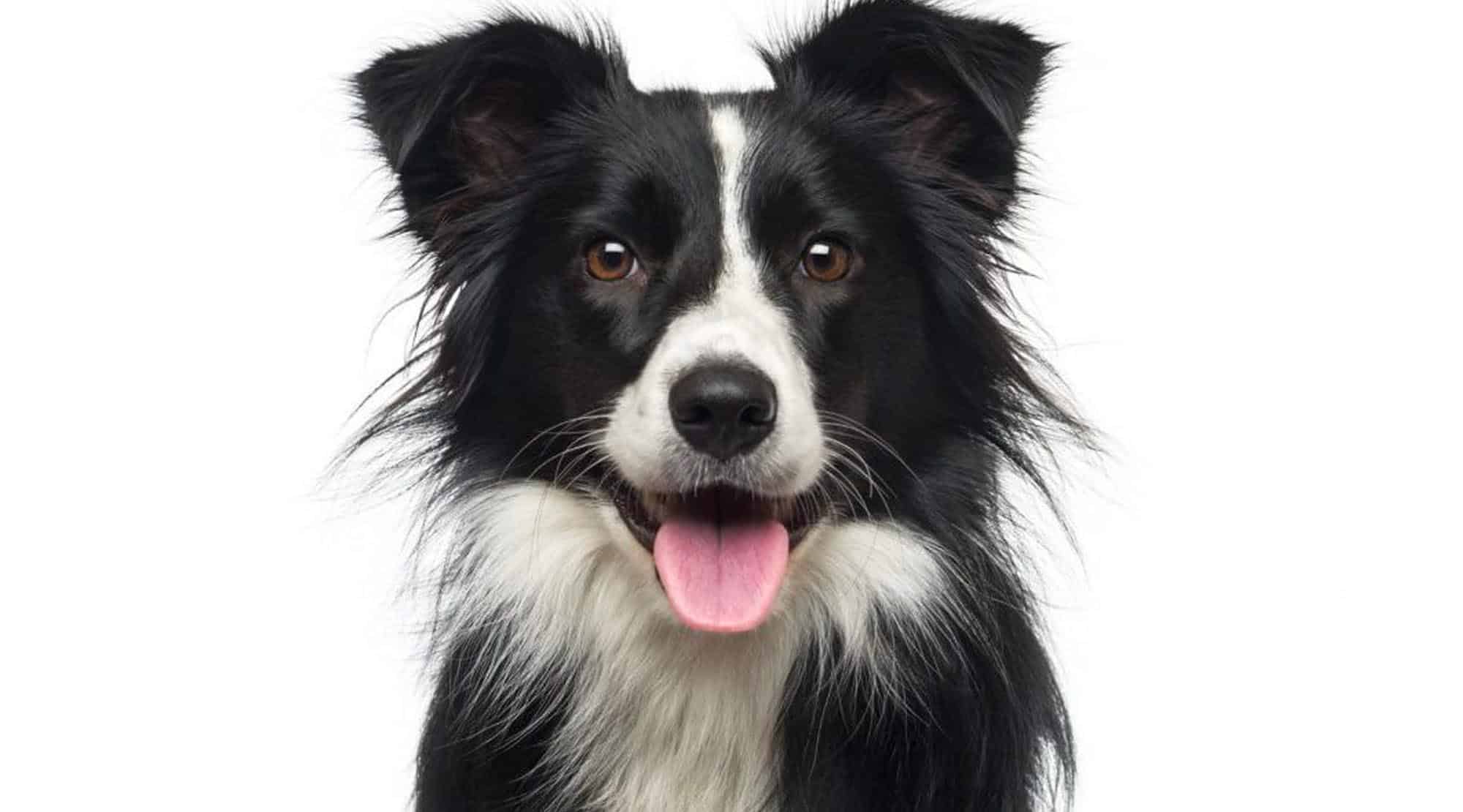 Hrana monoproteică, ideală pentru sănătatea animalelor de companie
