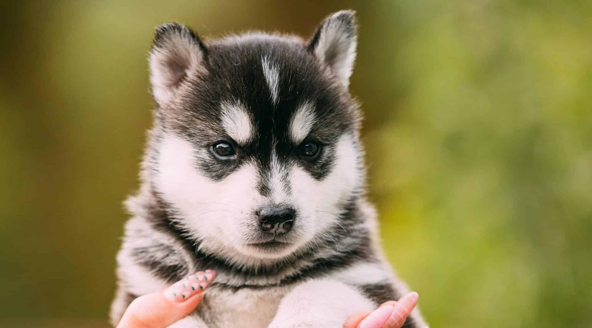 Vreau un animal de companie. Ce întrebări îi pun medicului veterinar?