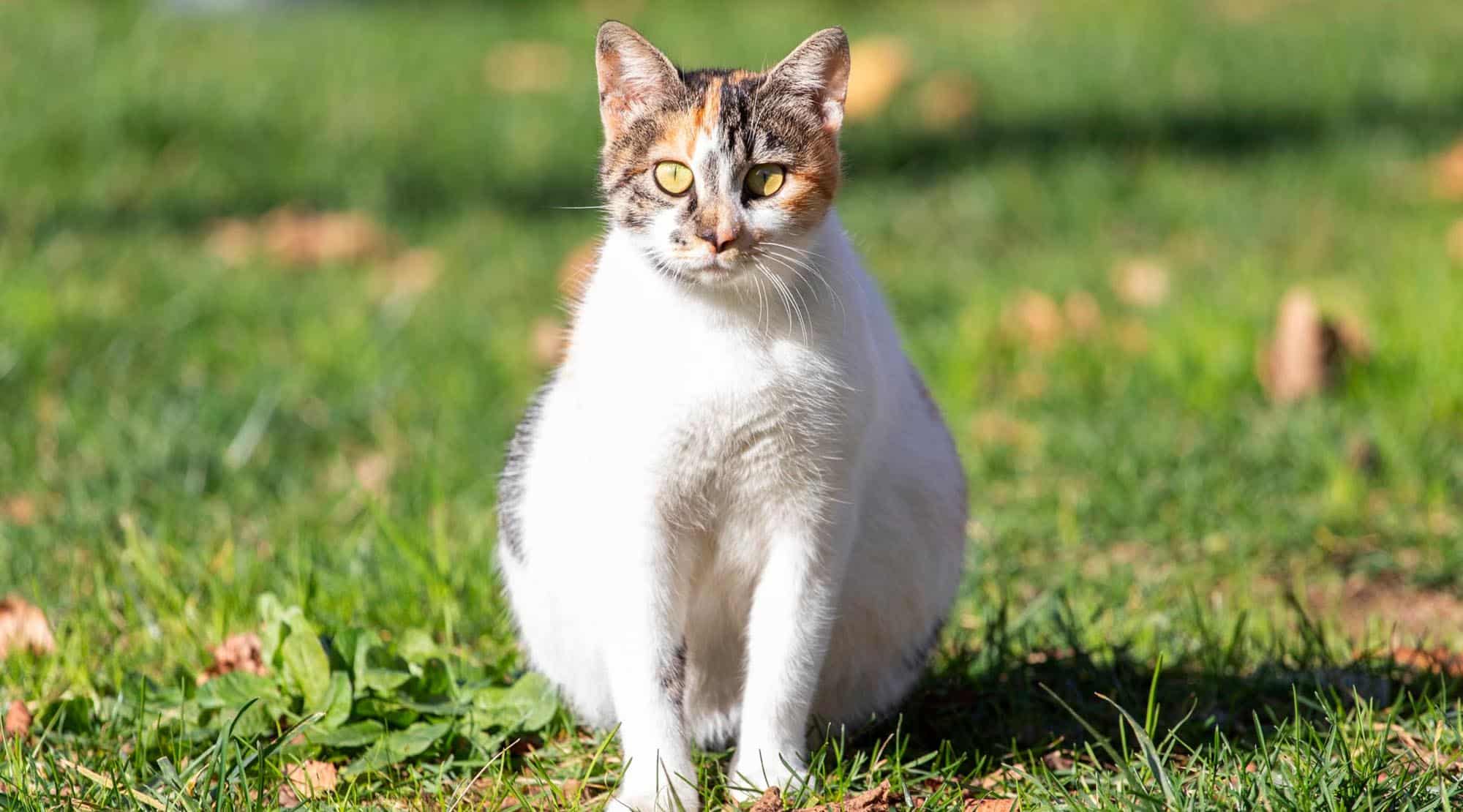 Ce trebuie să ştim despre pisicile gestante