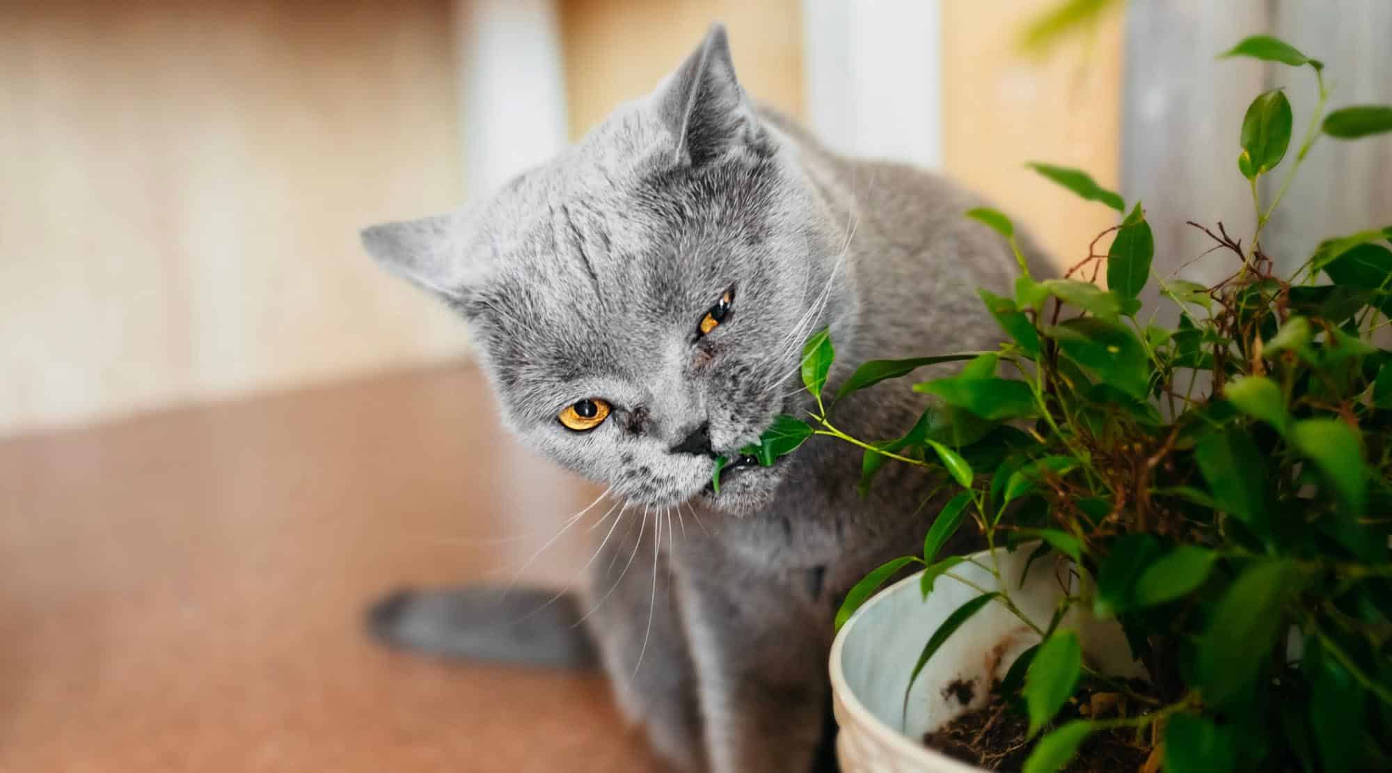 Cele mai întâlnite zece plante toxice pentru pisici