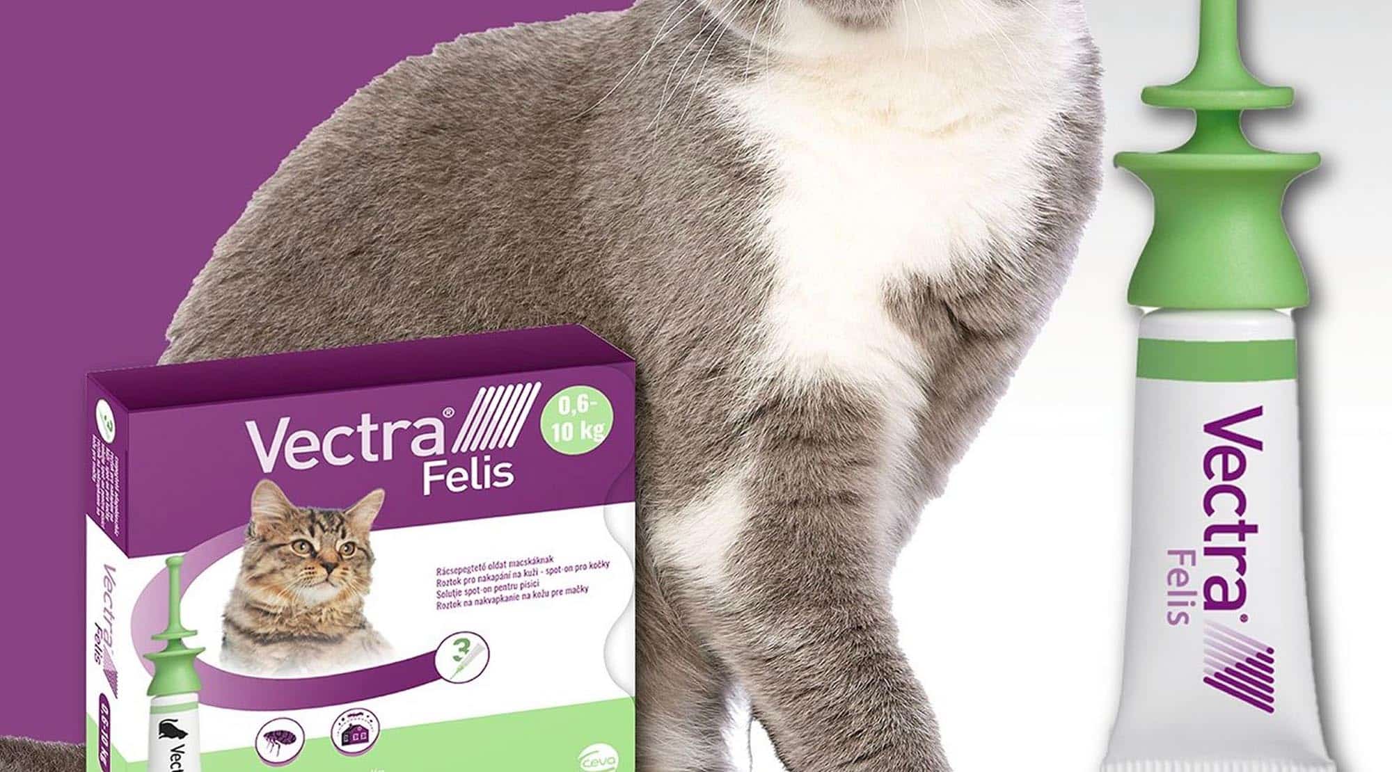 De ce este importantă deparazitarea externă la feline 1