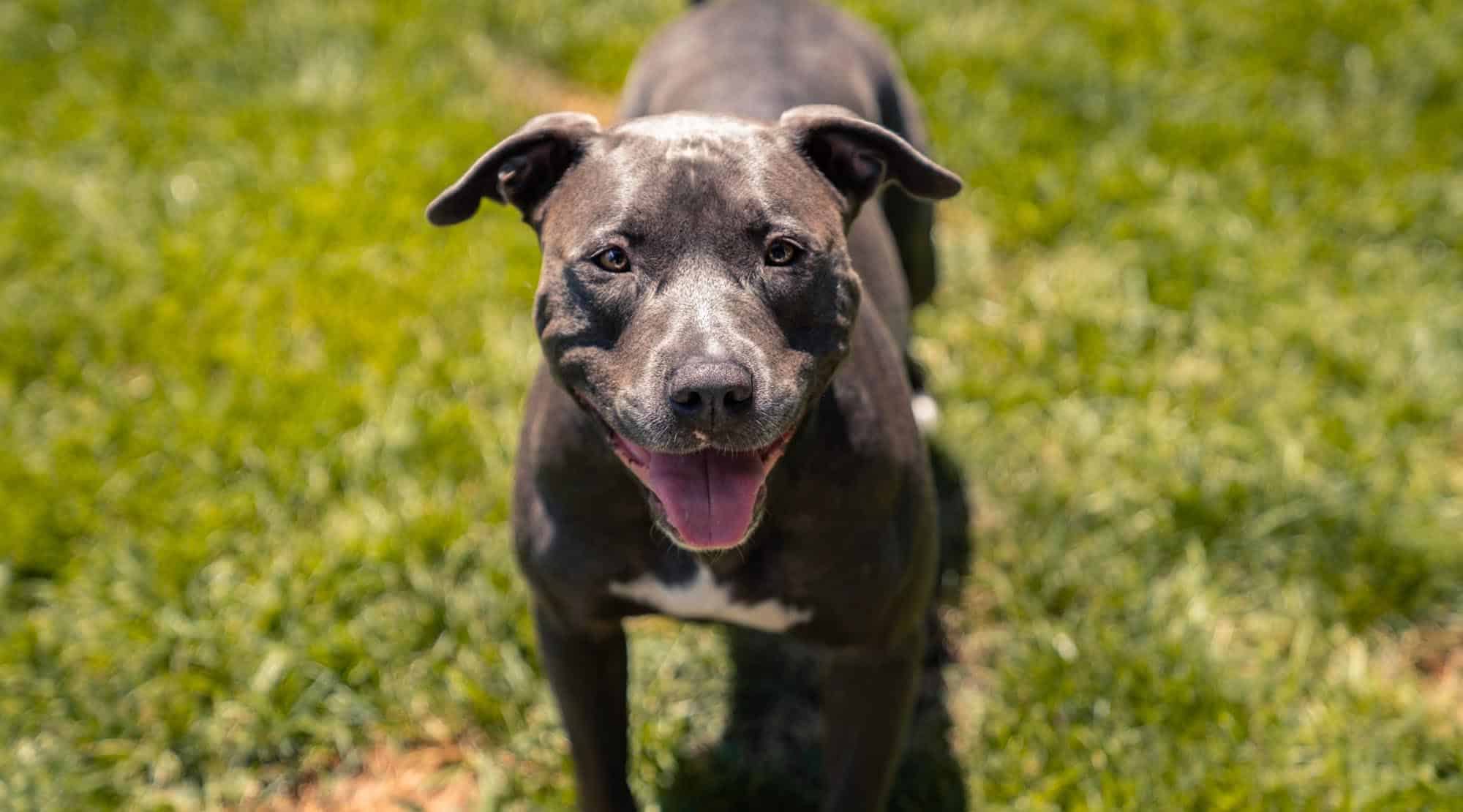 Căţeii Pitbull, în cinema