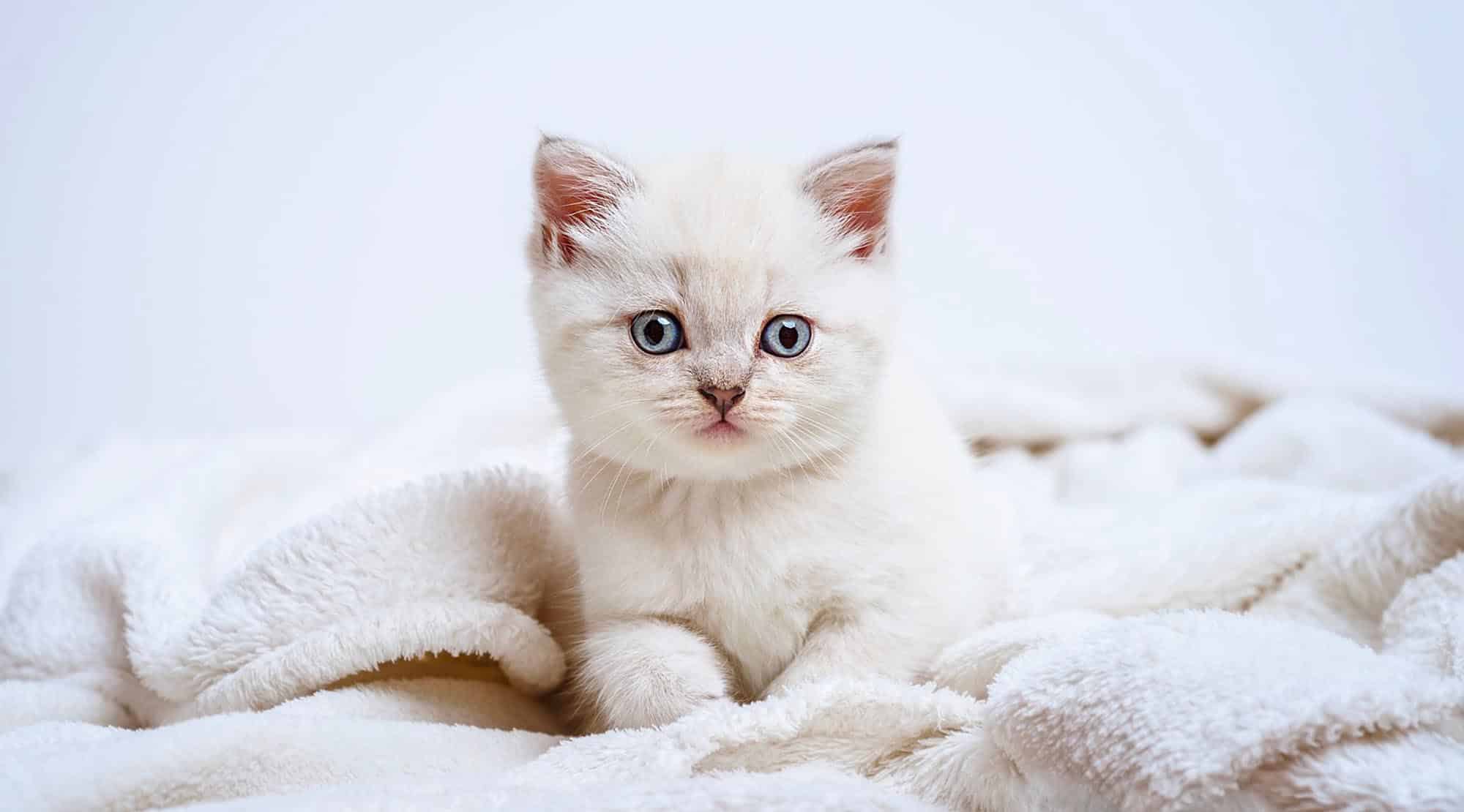 Curiozități despre pisici. Tu ce știi despre animalul tău de companie 1