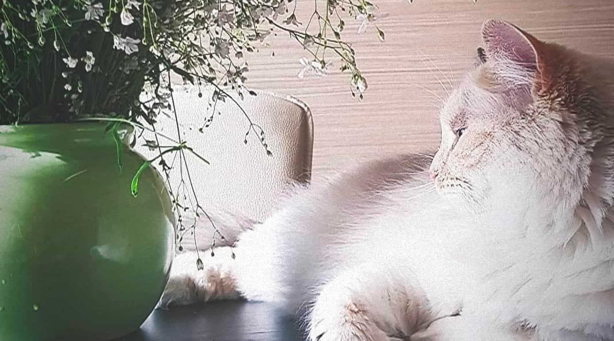 Lady The Cat