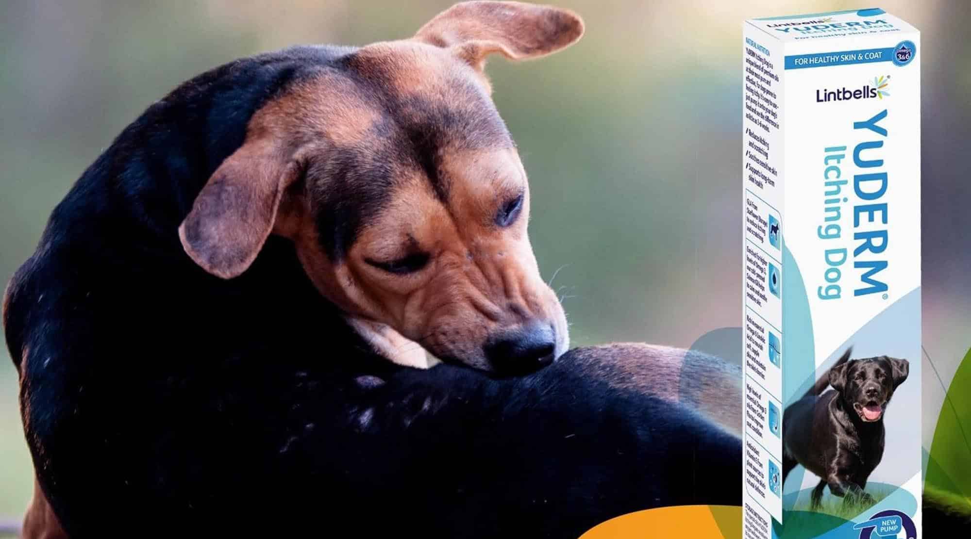 Ce faceţi pentru sănătatea pielii patrupedului_1