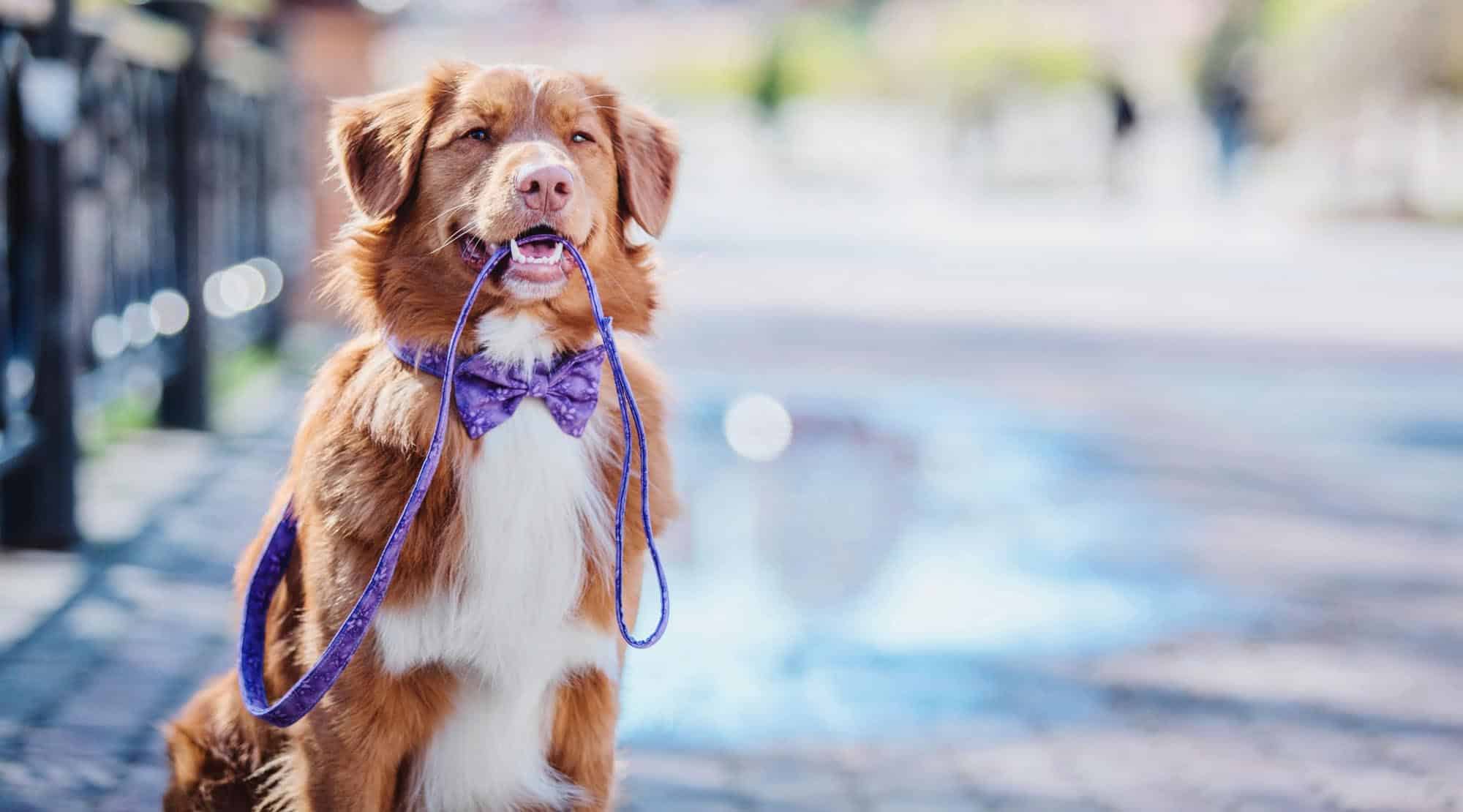 Ce reguli trebuie să respectăm atunci când ieşim cu câinele la plimbare3