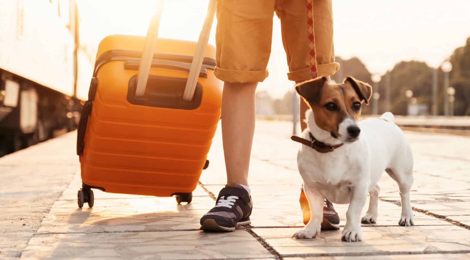 Cum transporți animalele de companie cu trenul1