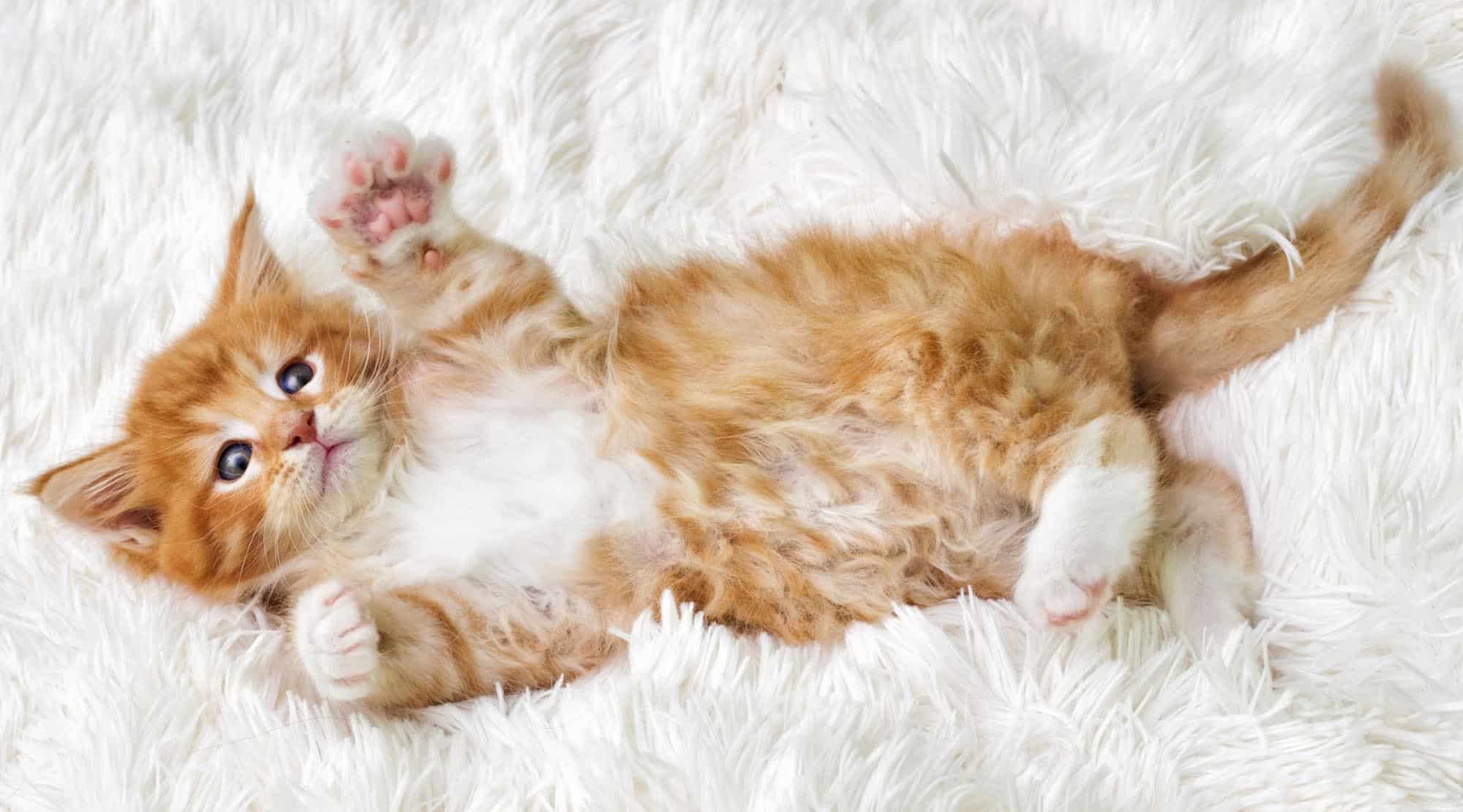 Felinele, de la pisoi la adult