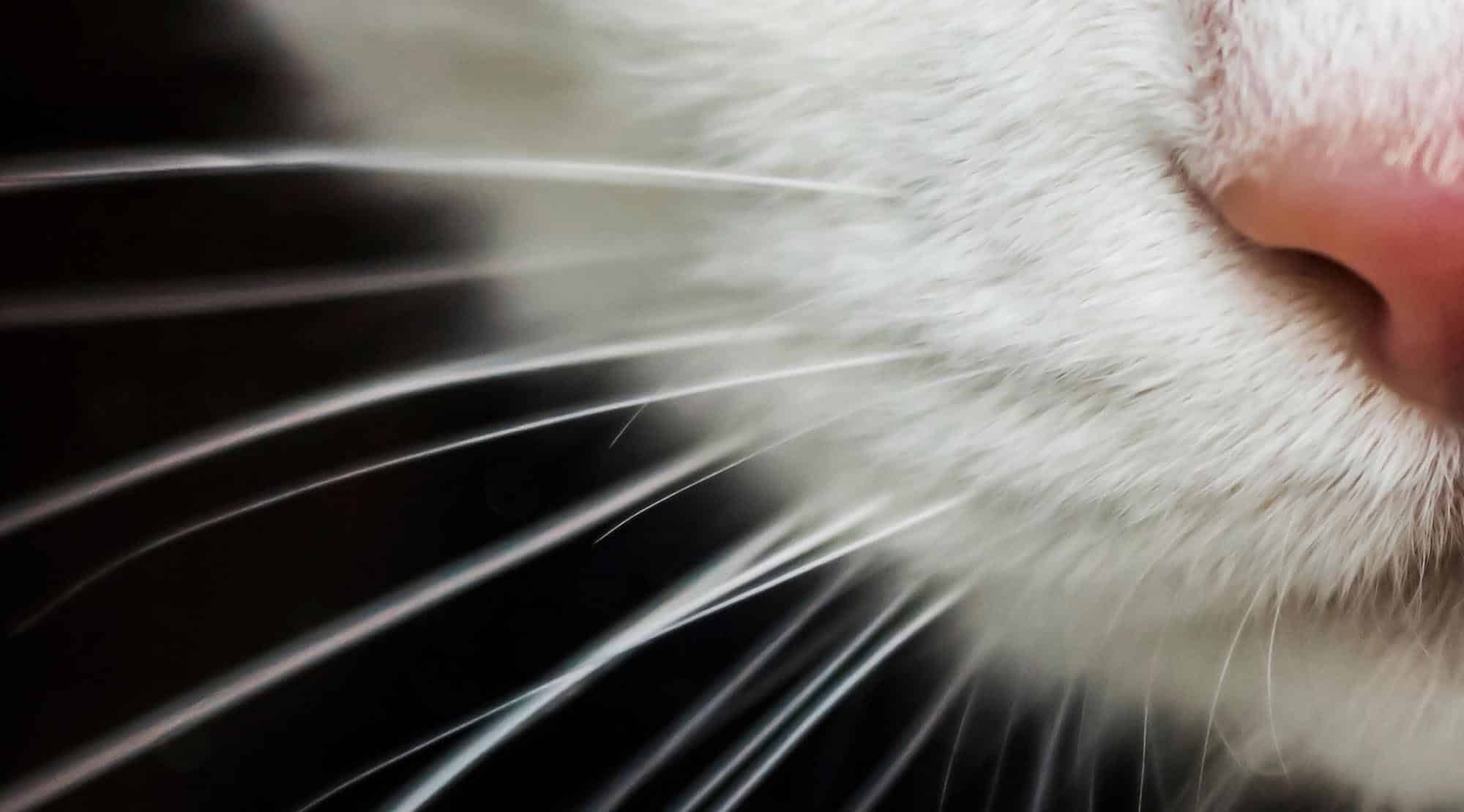 Mustăţile, sistemul radar al pisicilor2