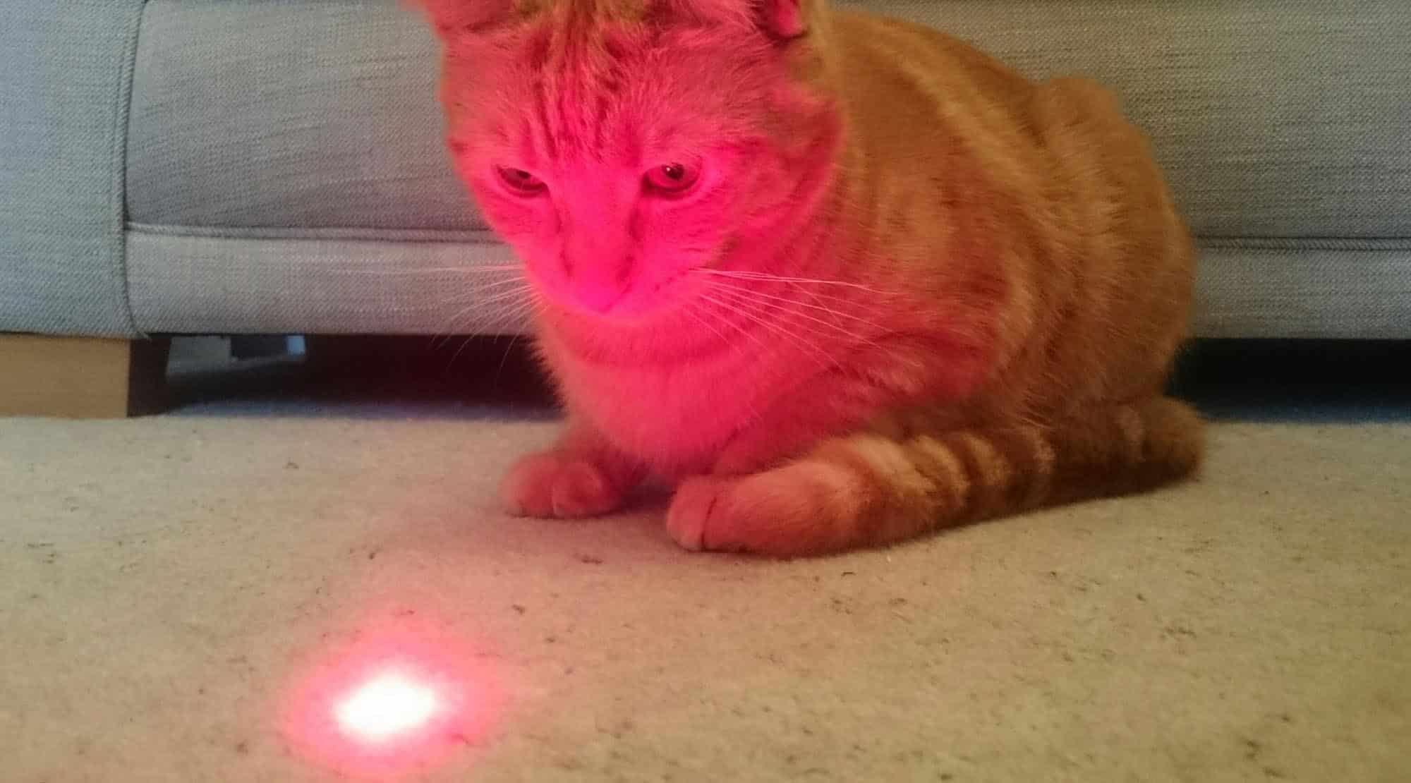 Efectele negative ale jocului cu laserul asupra pisicilor