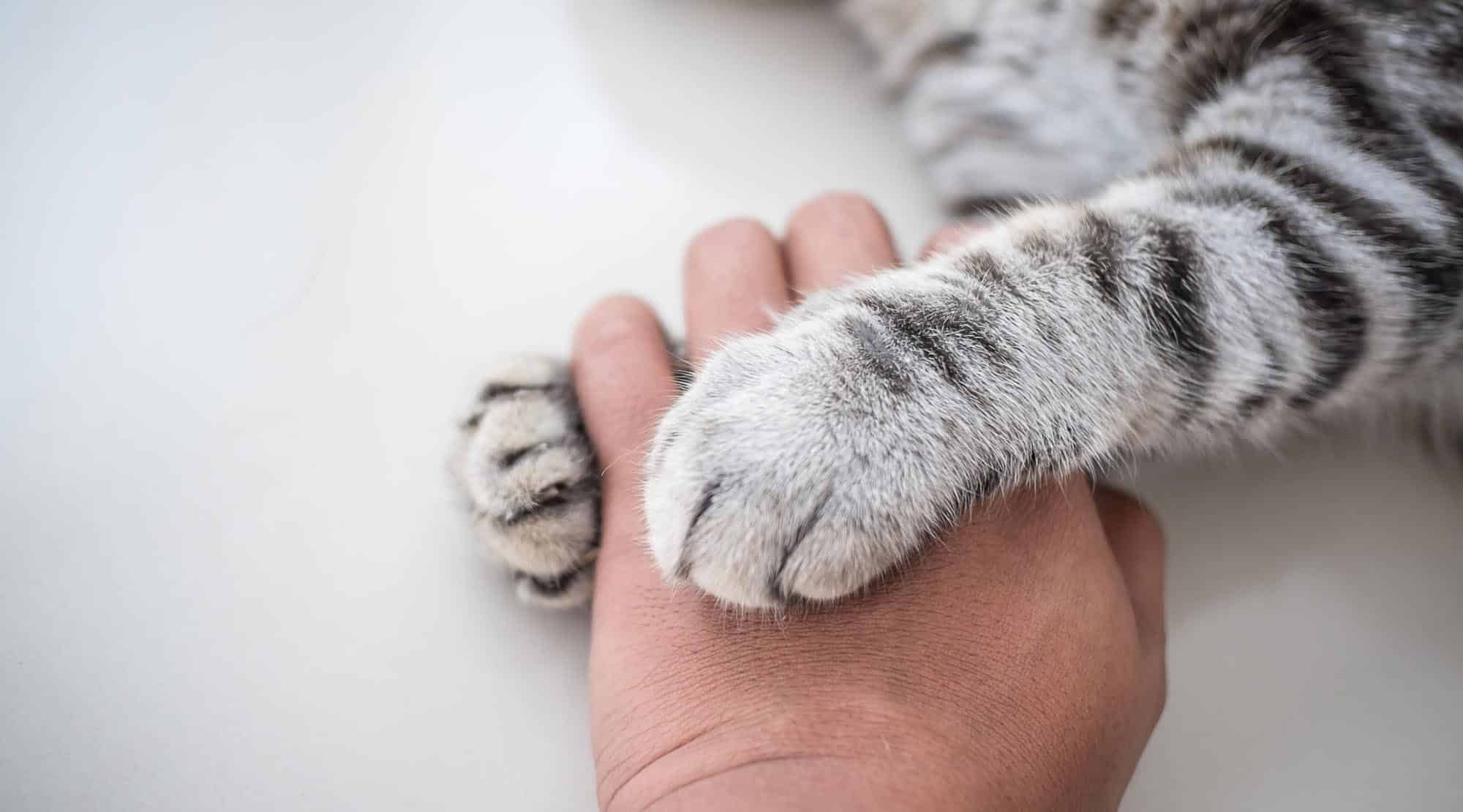 Pisicile îşi aleg singure companionii umani_