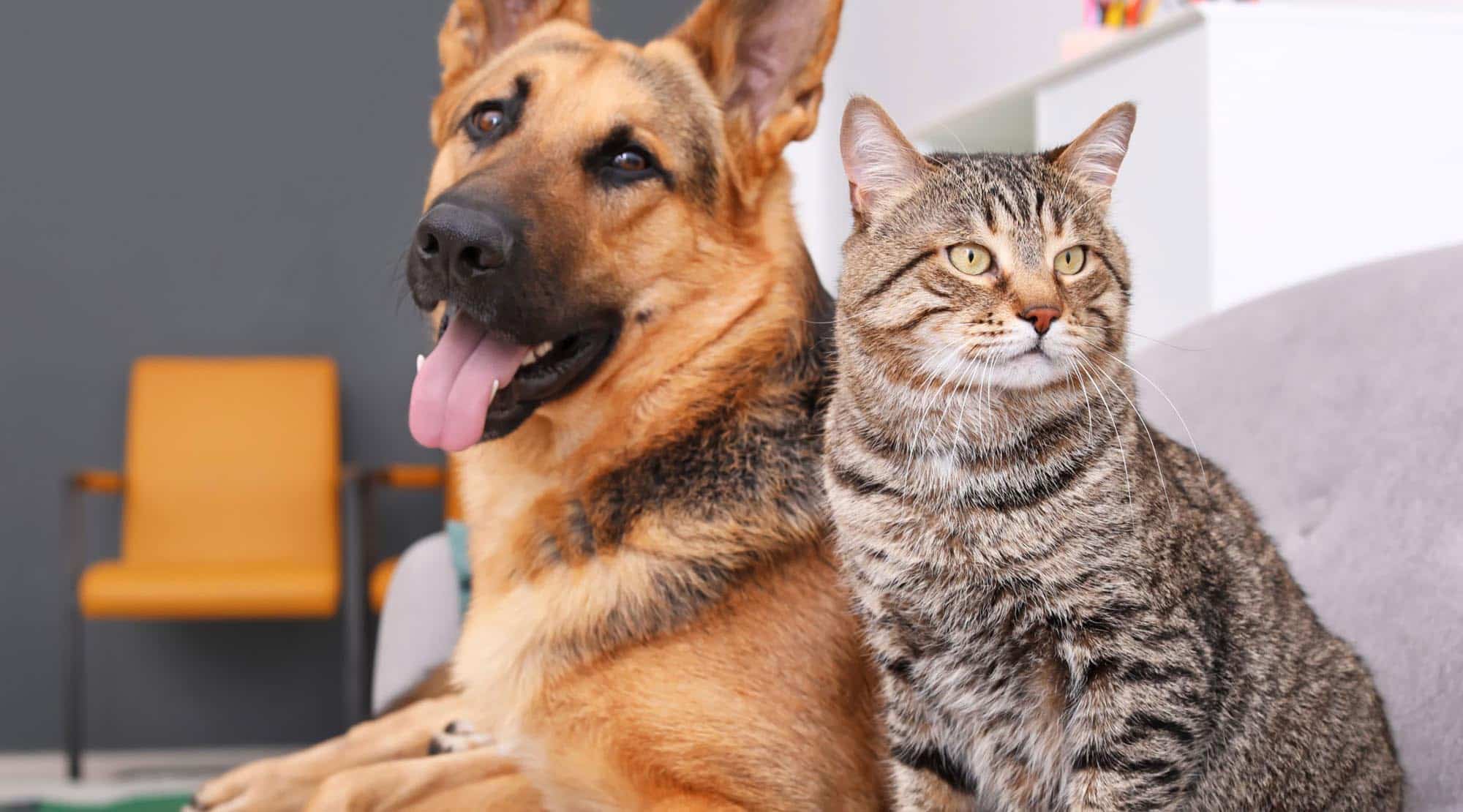Diabetul la animalele de companie