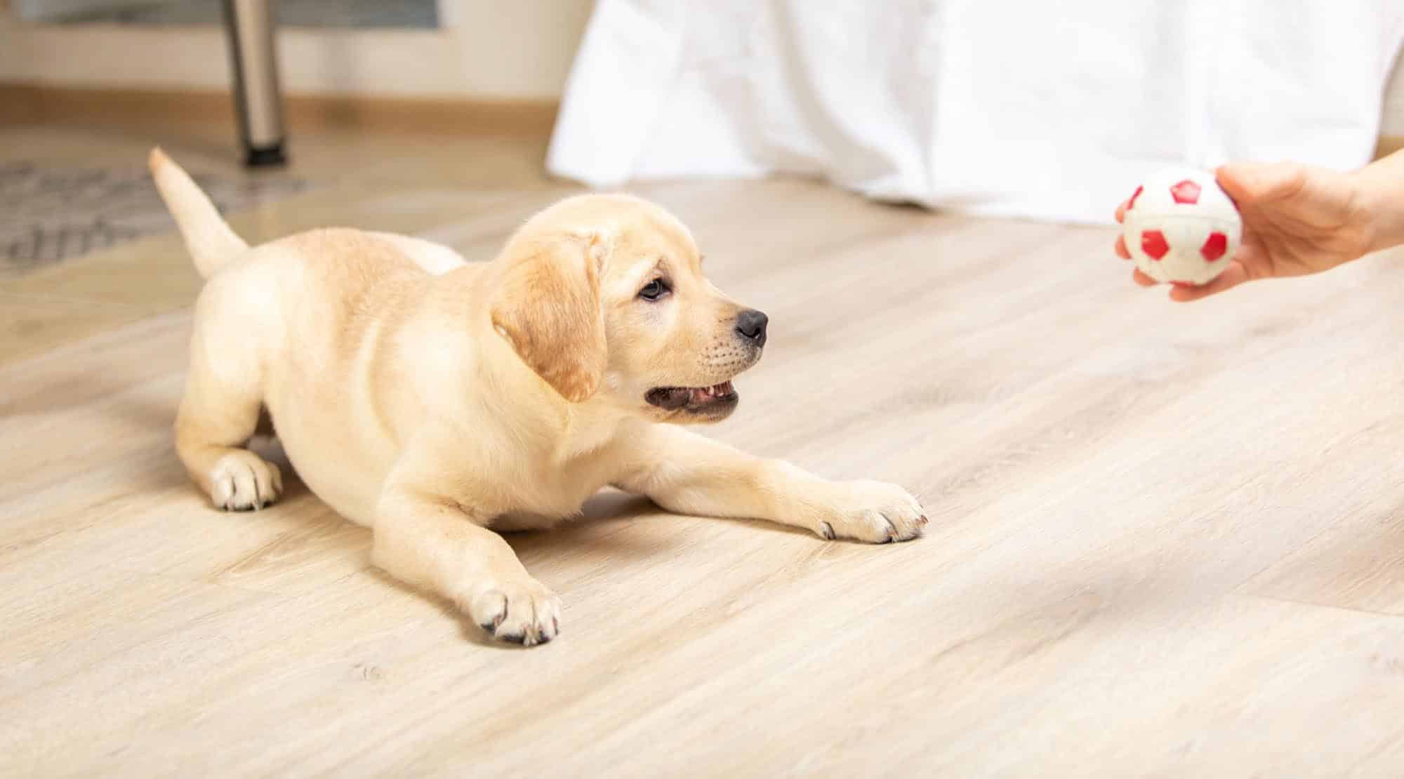 Ce să faci cu animalul de companie când pleci în vacanță