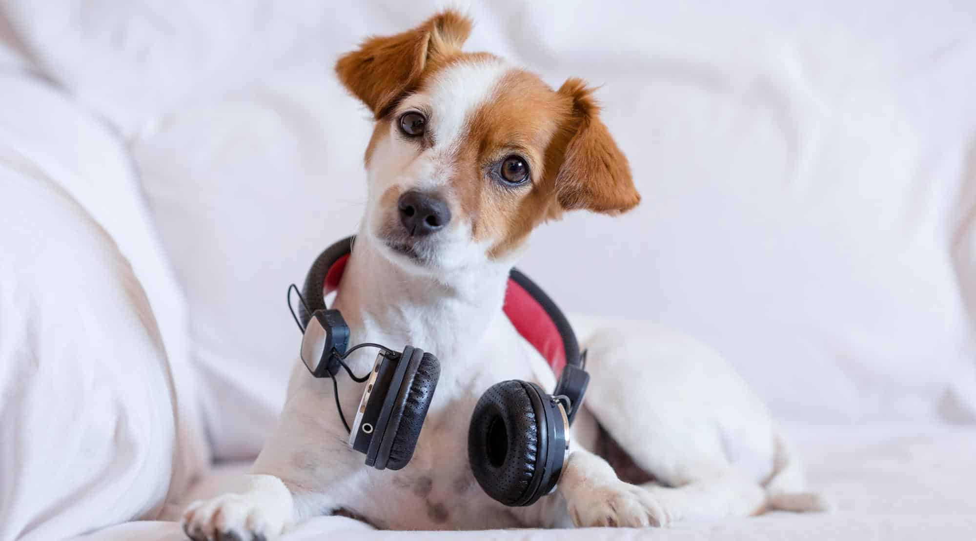 Ce tip de muzică preferă animalele de companie
