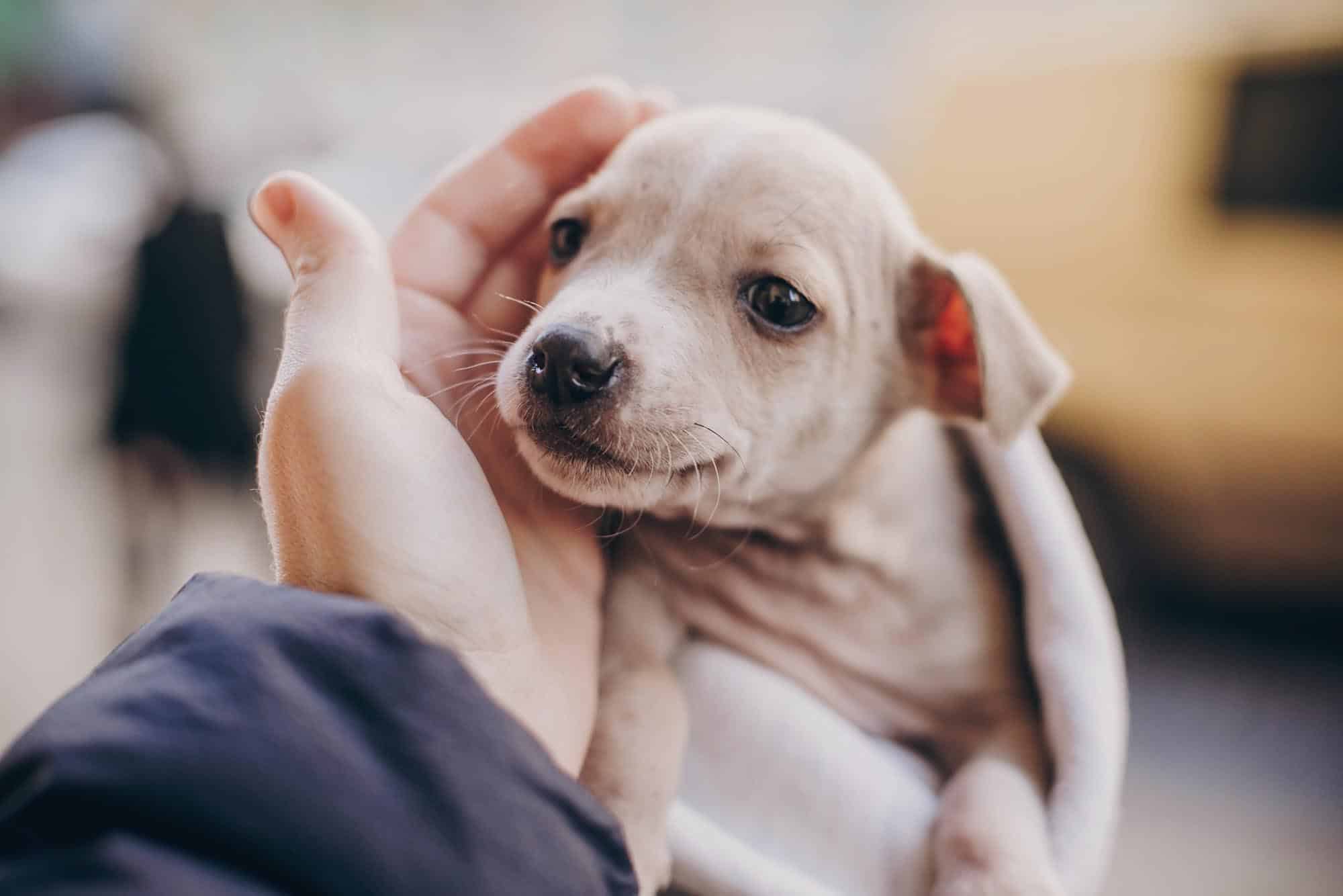 Tu știi de ce plânge câine tău