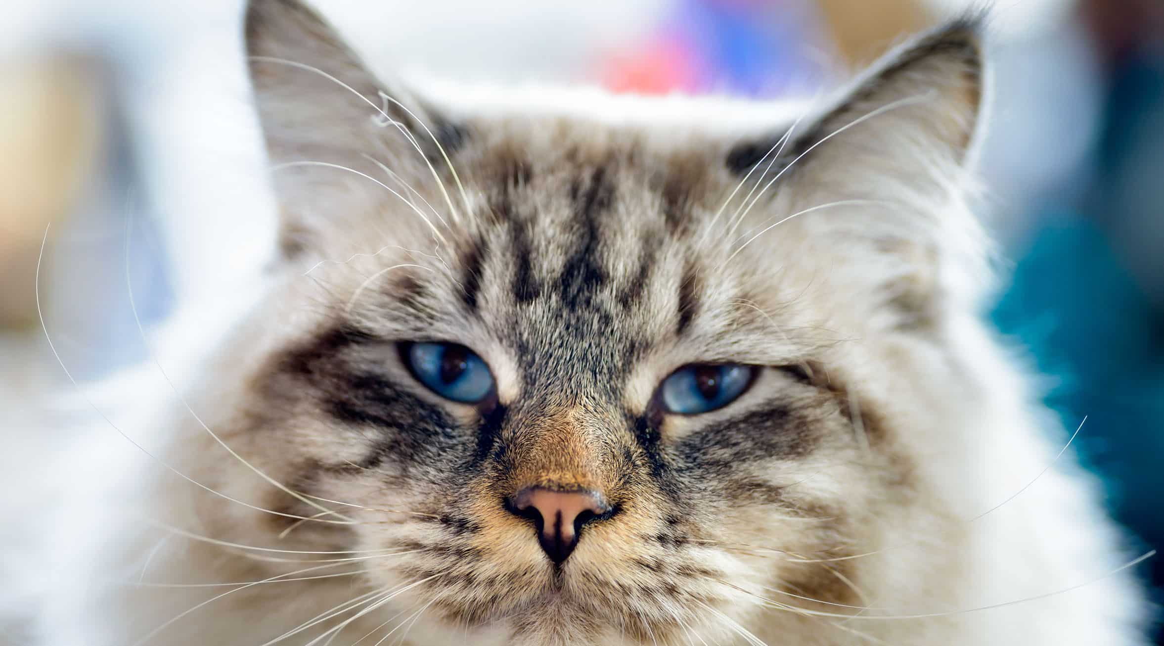 Ce ne învaţă AMODEUS despre Hipertensiunea Felină