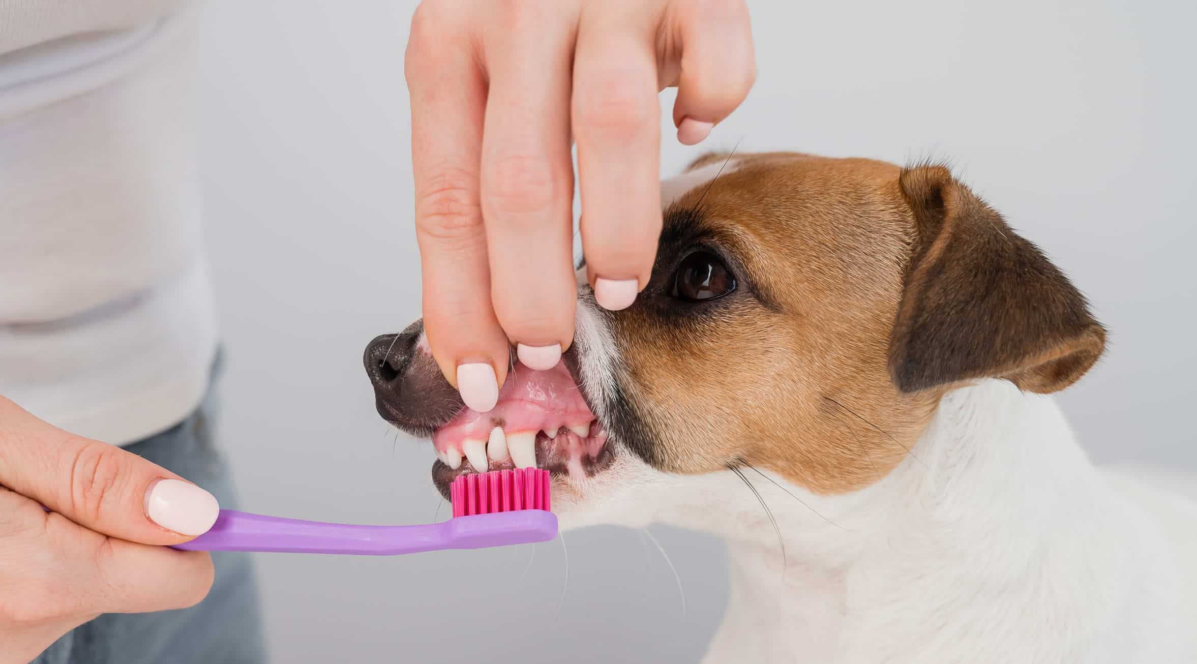 Importanța igienei dentare la animalele de companie. Sfaturi pentru prevenție